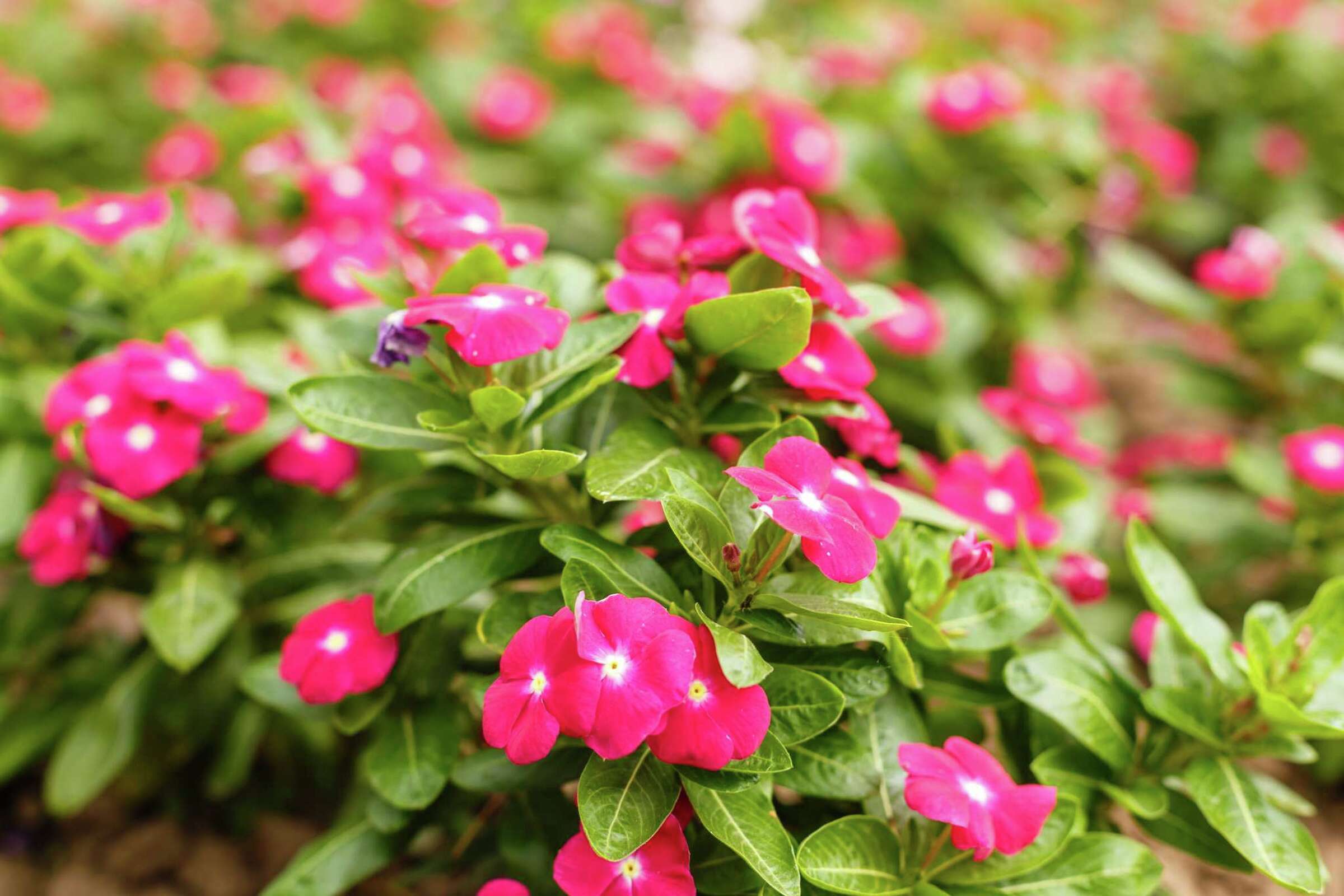 How to Take Care of Vinca Flowers