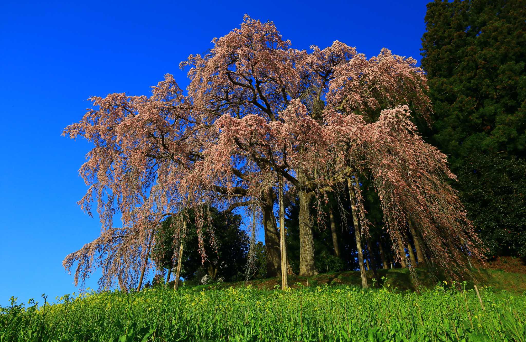 Weeping Cherry Trees: Plant and Care Guide