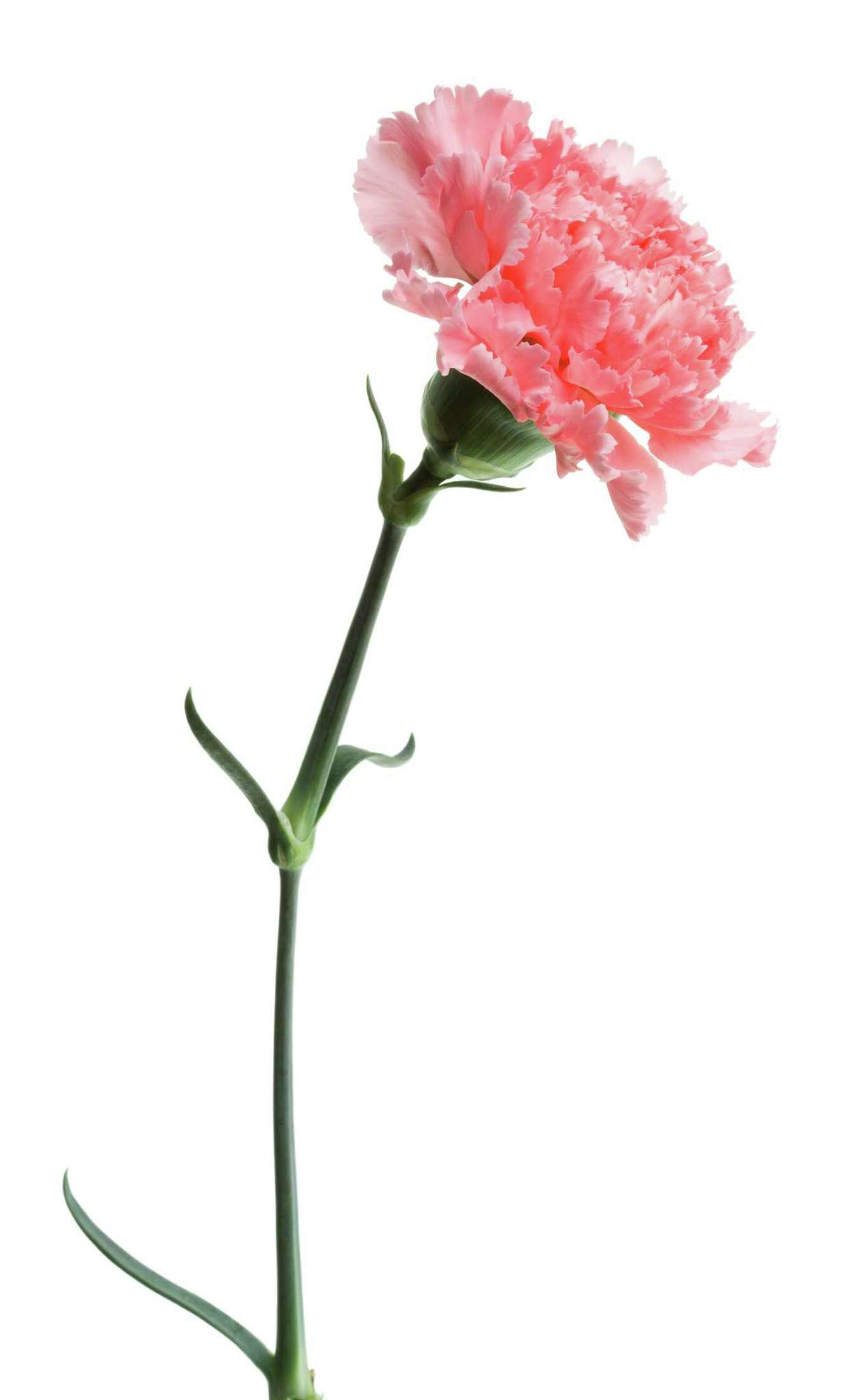 How to Grow Perpetual Carnations