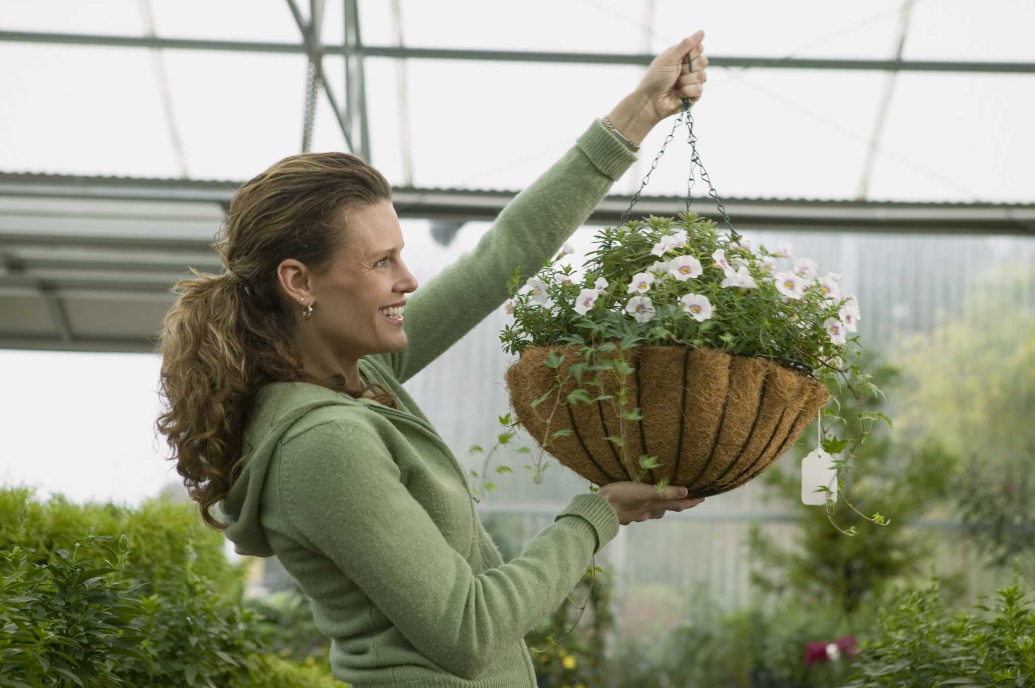 How to Grow Petunias From Seed in a Hanging Basket