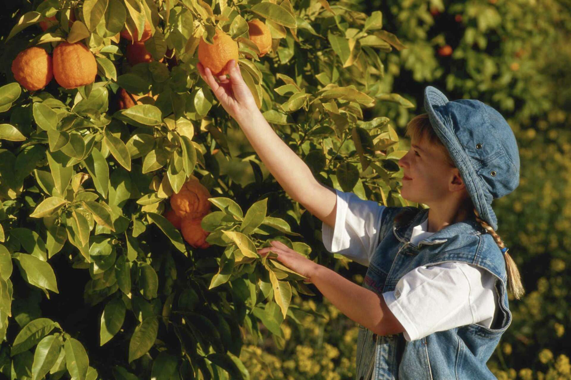 Orange Natural Ripe Process Do Oranges Become Ripe When Off the Tree?