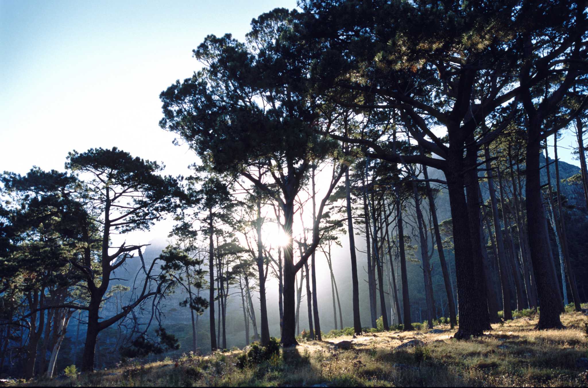 How to Grow a Pinus Pinea