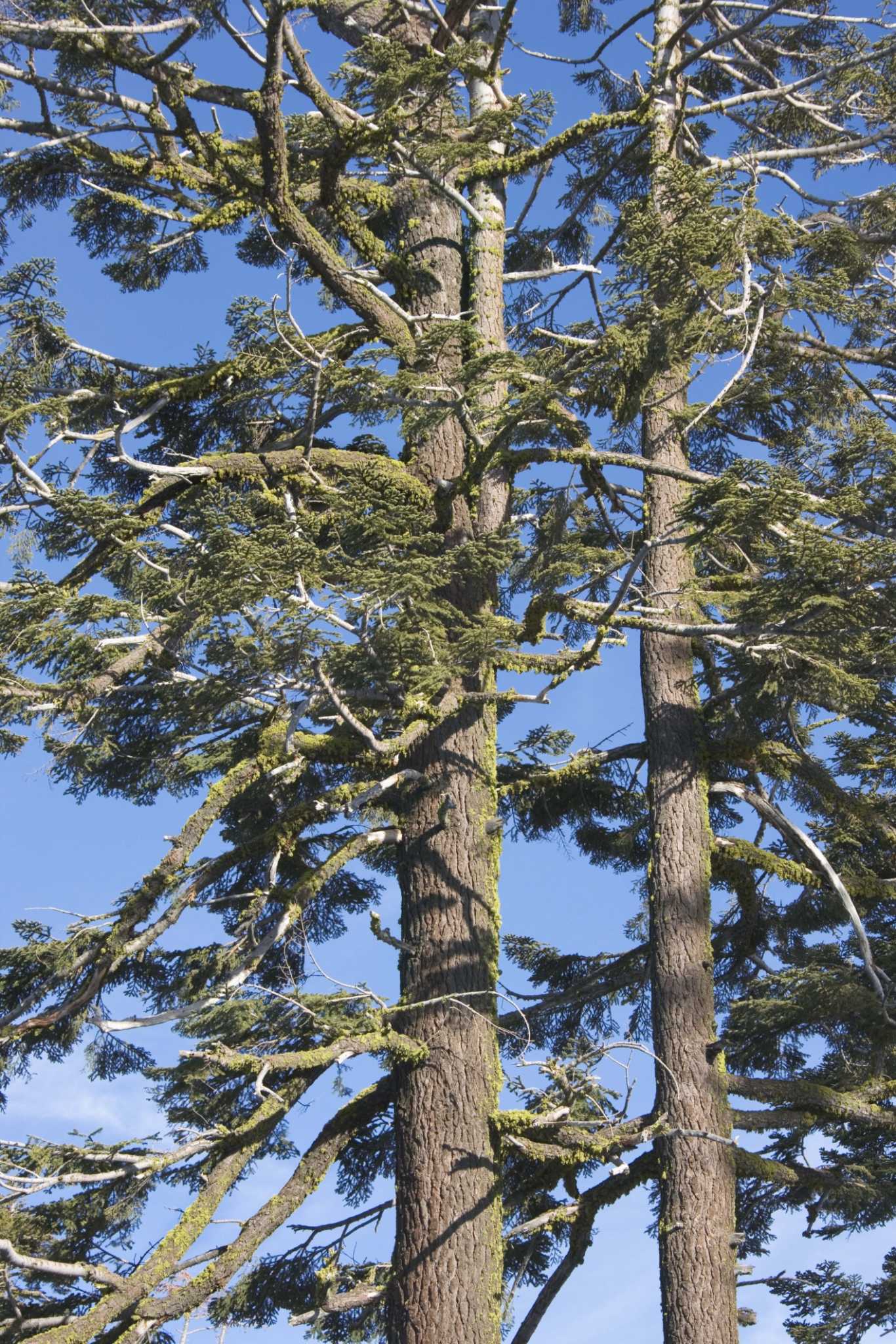 How to Grow Ponderosa Pines From Seed