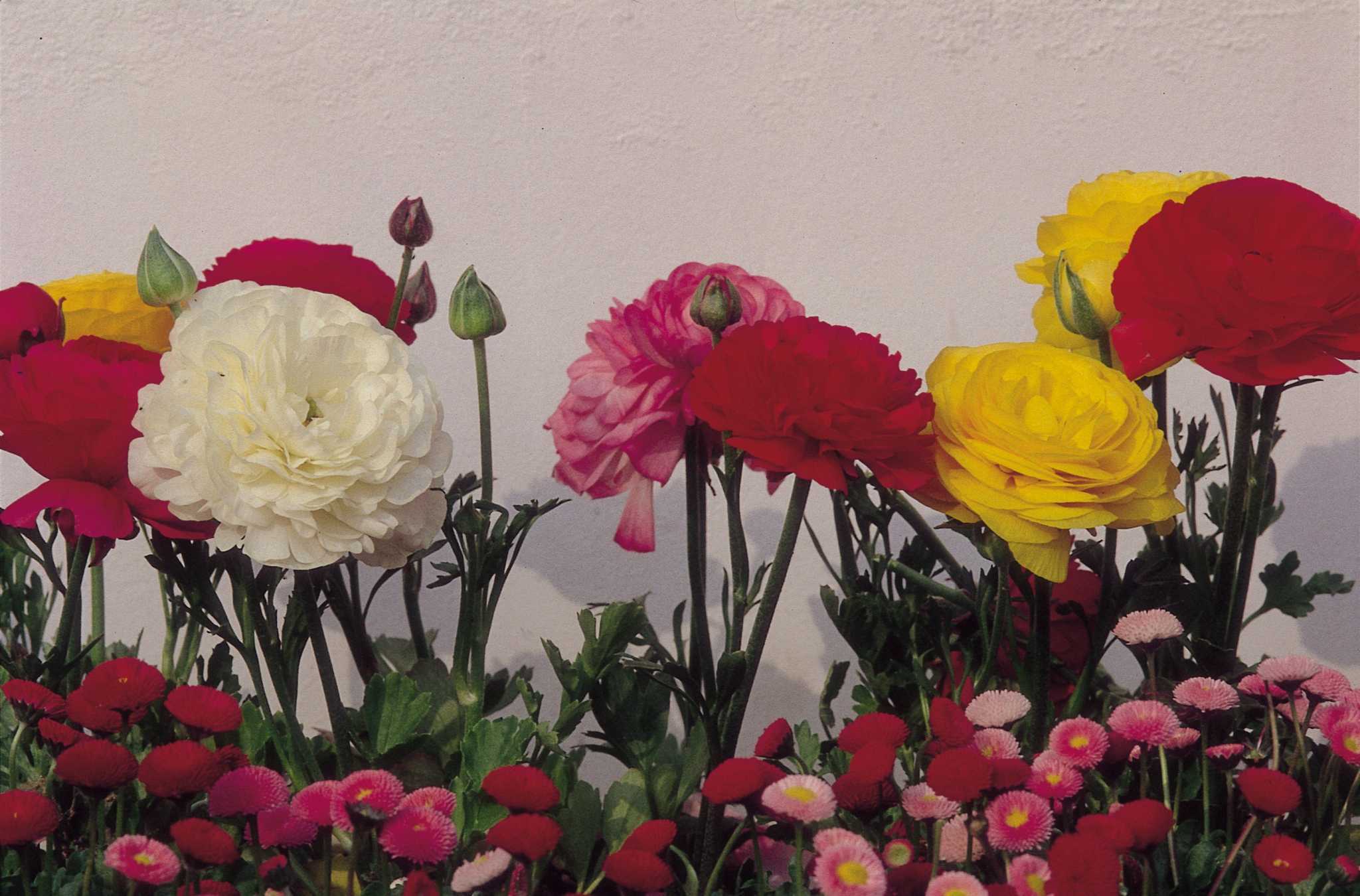 Carnation Plant Care