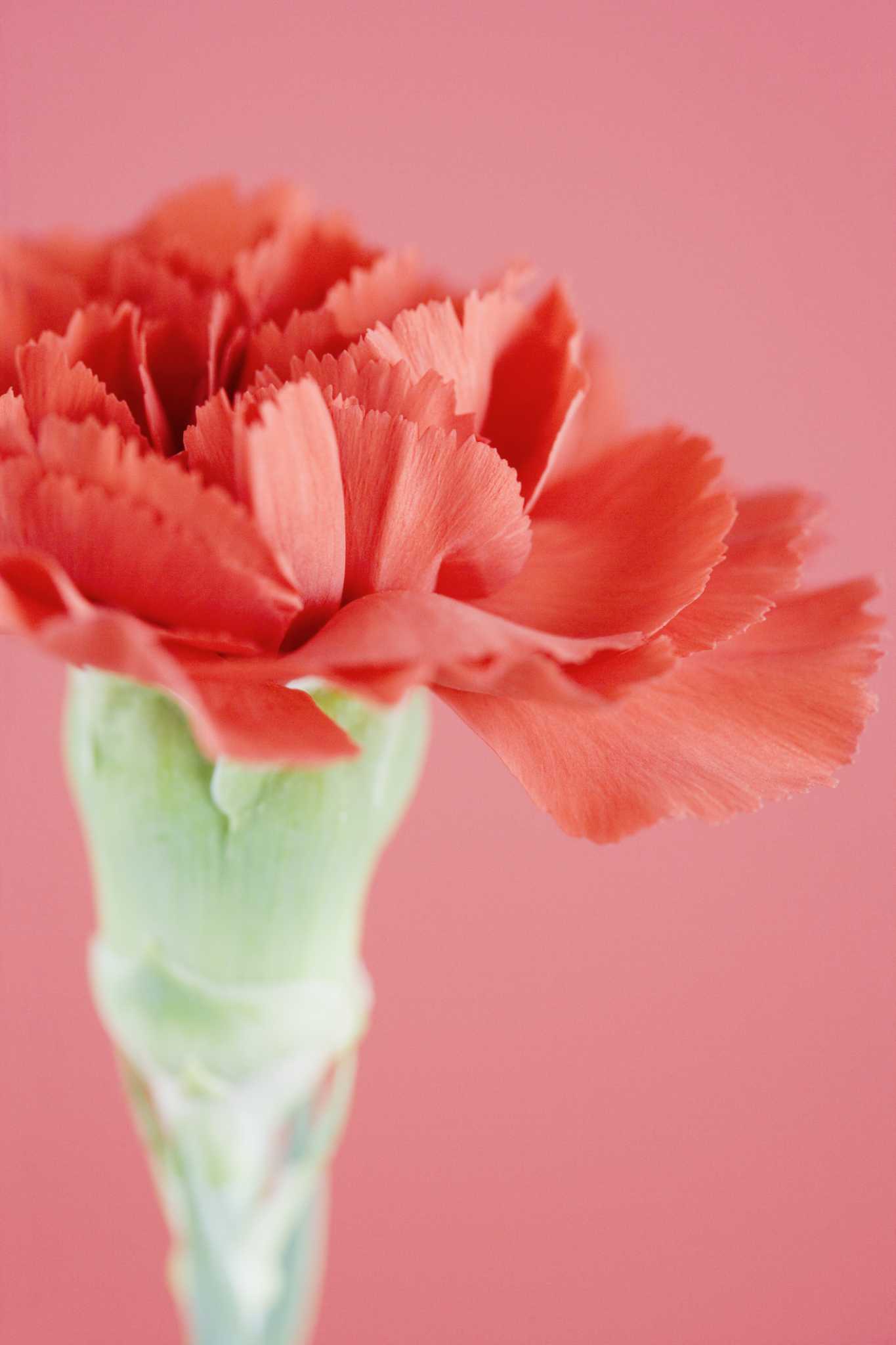 What Do Carnation Seeds Look Like?