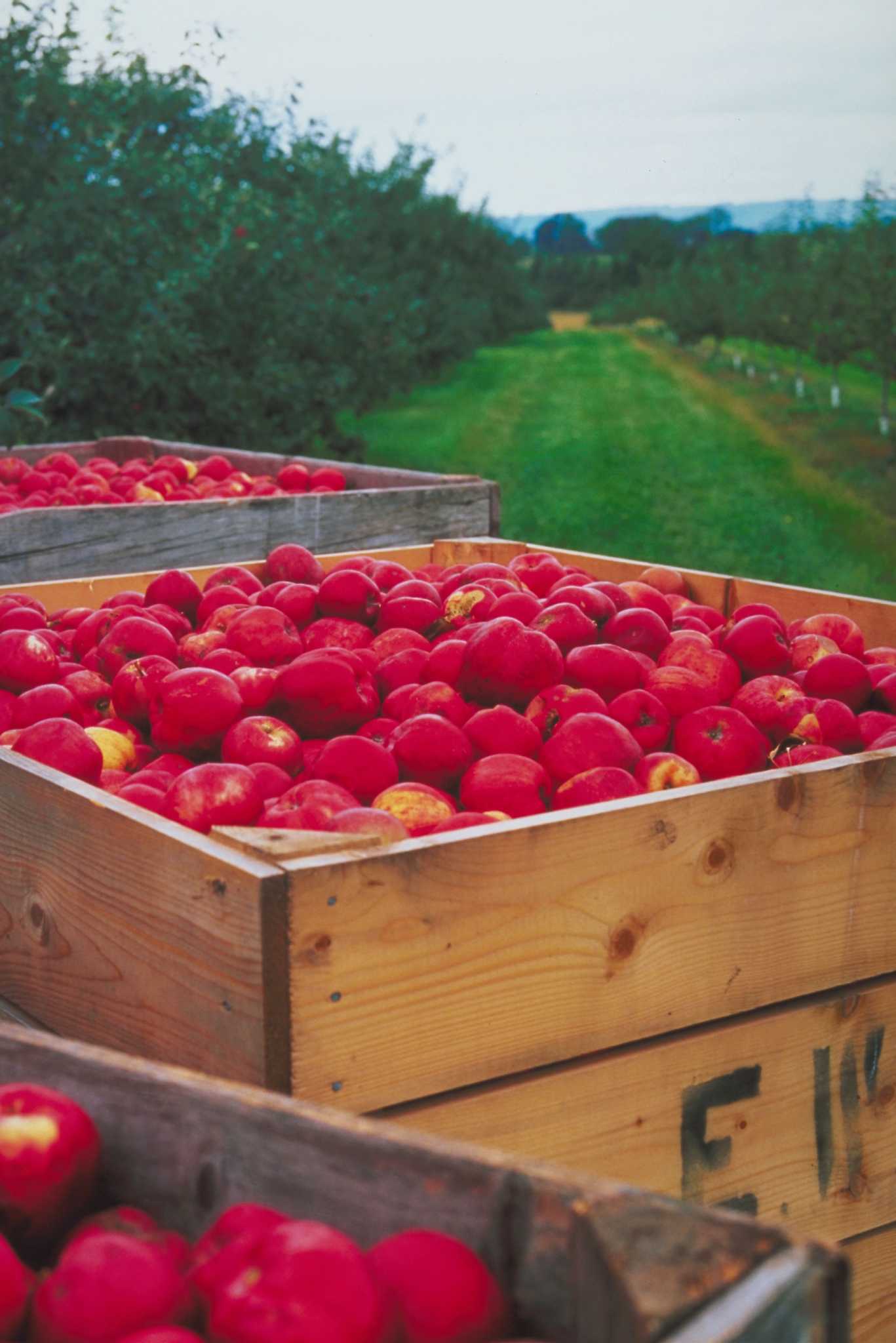 When the Gala apples are ripe, you know summer is almost over – Live Earth  Farm