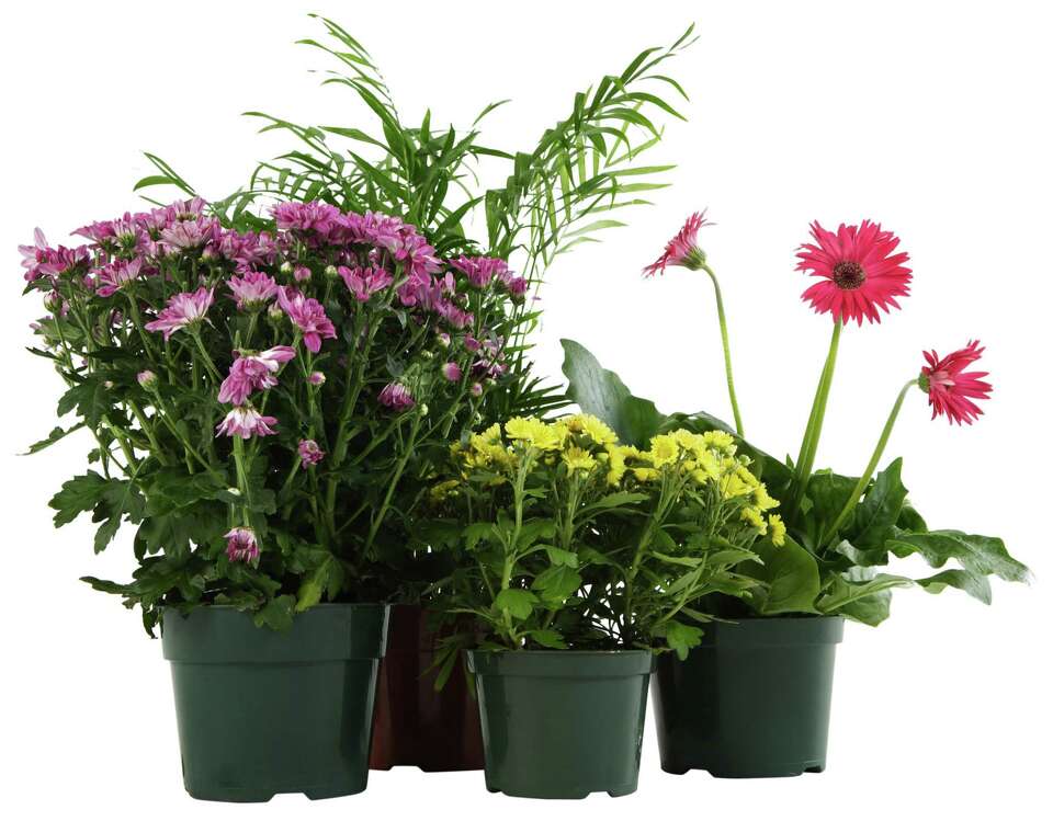 How to Grow Potted Plants in Cow Manure