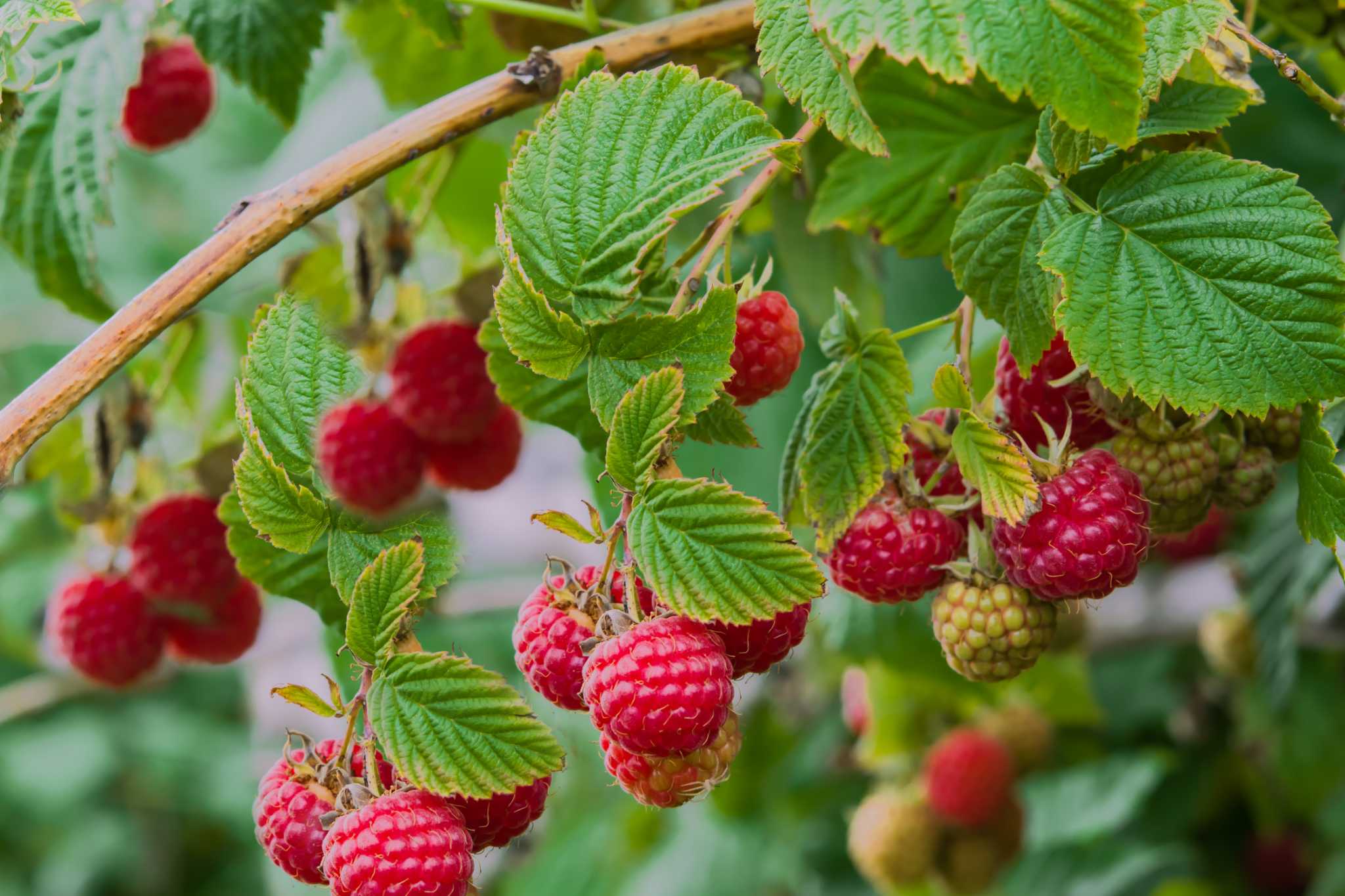 How to Grow Raspberries From Seeds