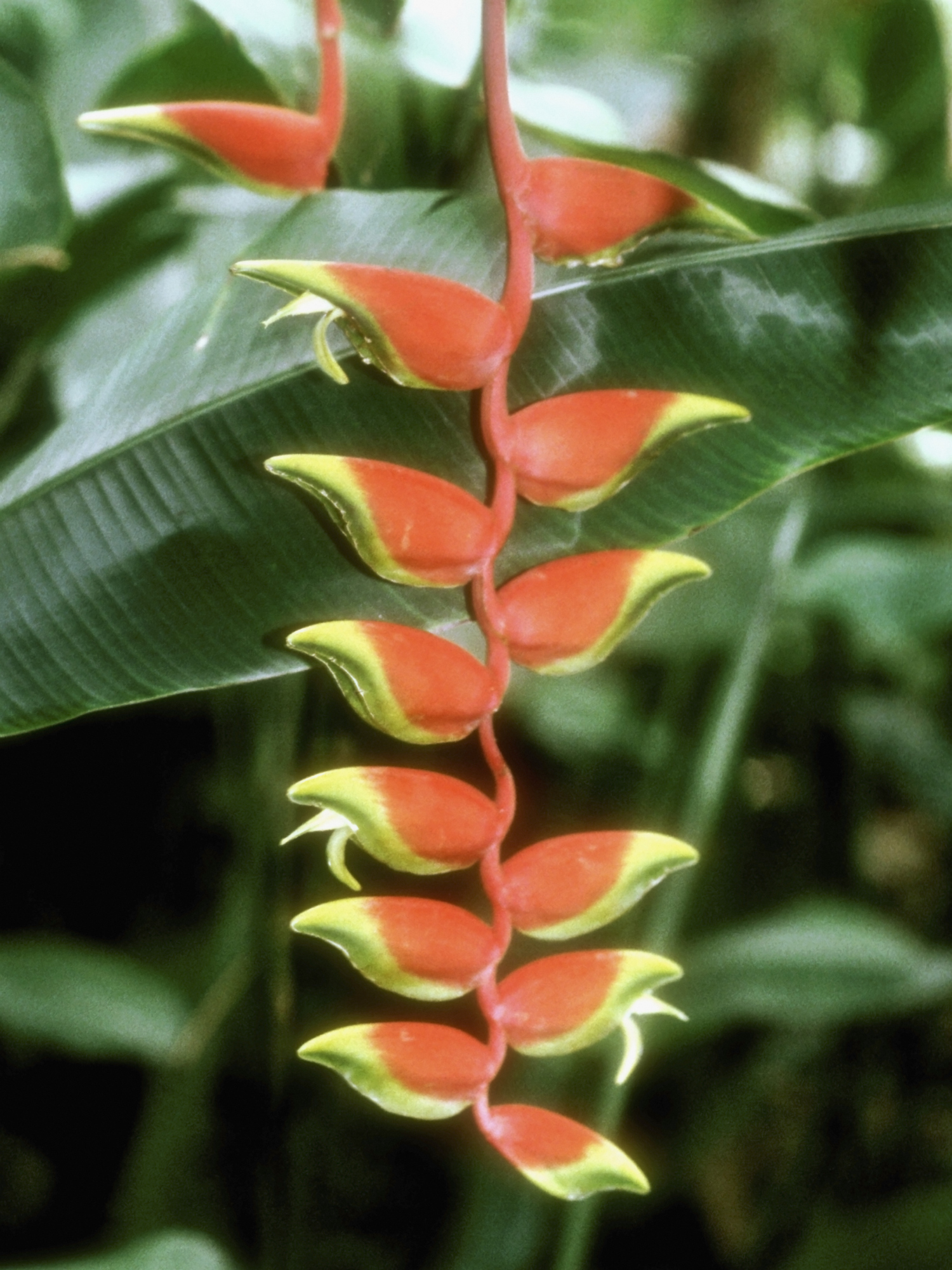 How to Grow Red Lobster Claw Seeds Outdoors