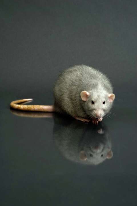 Poison Rattio Will Rat Poison Kill Voles?
