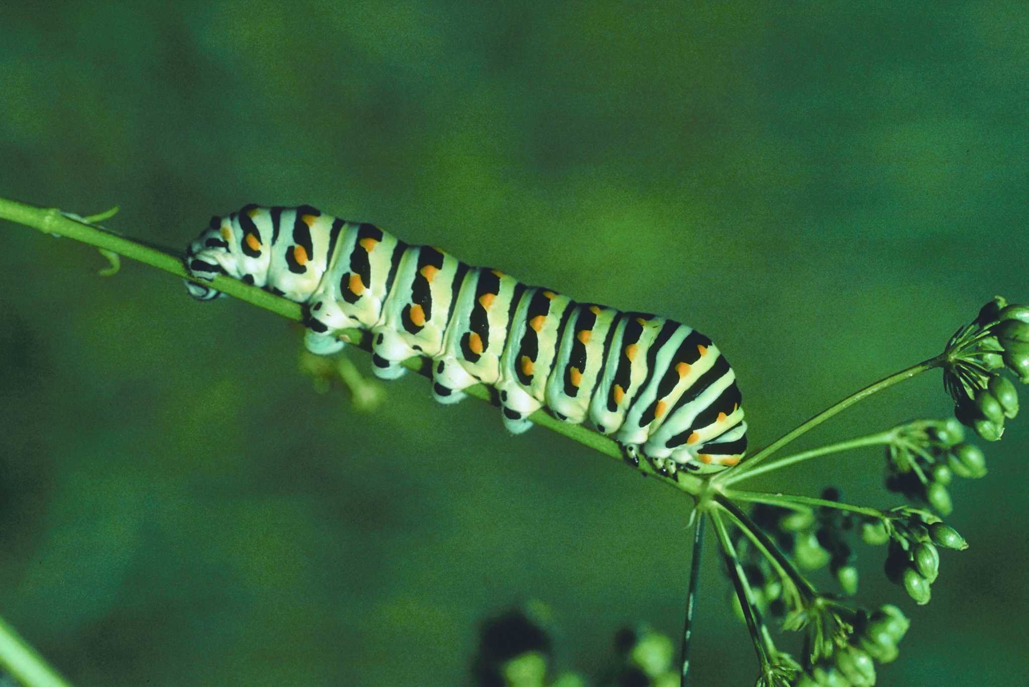 Caterpillar on a Dill Plant