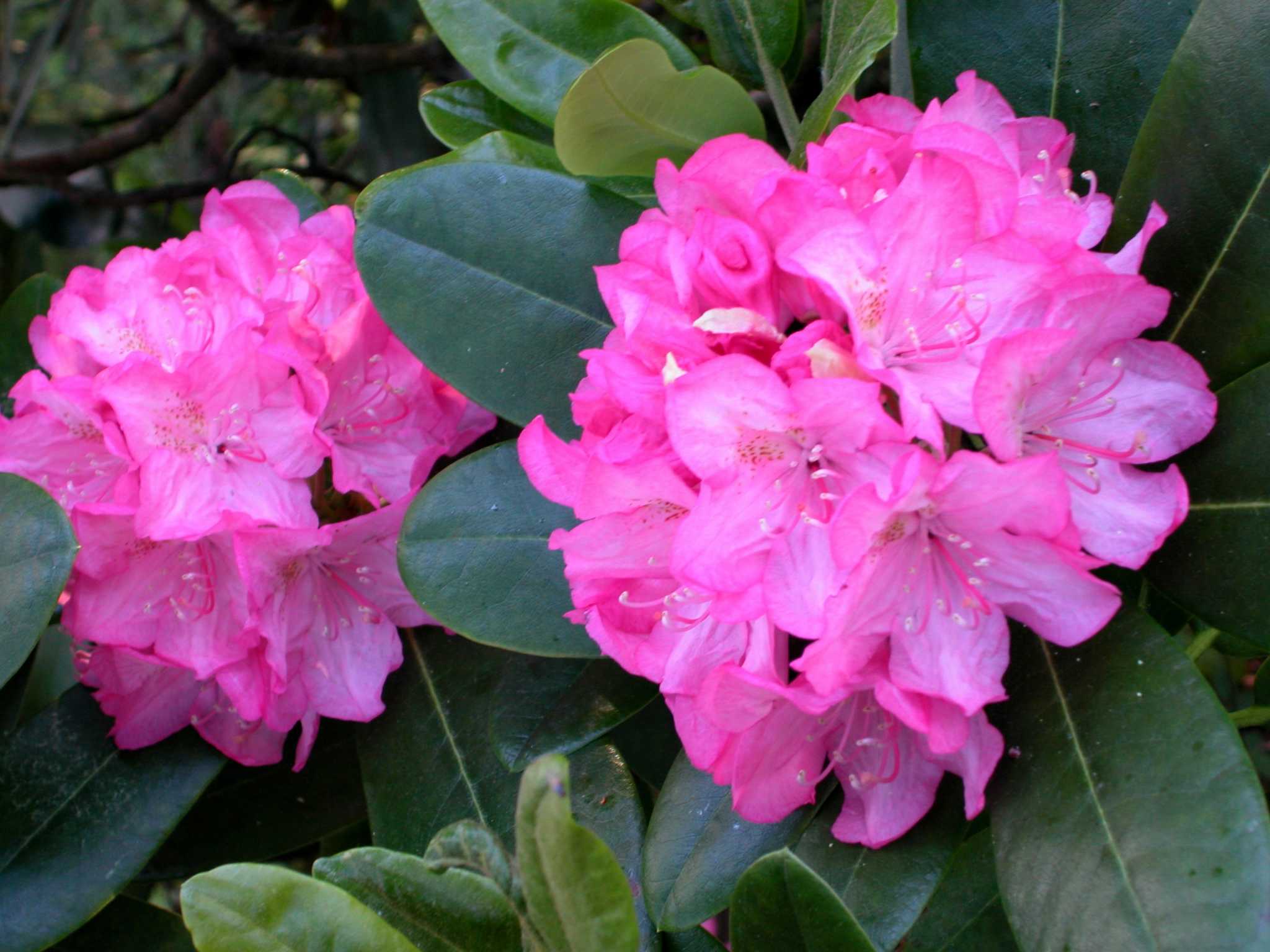 What to Do With Sunburned Rhododendron Leaves