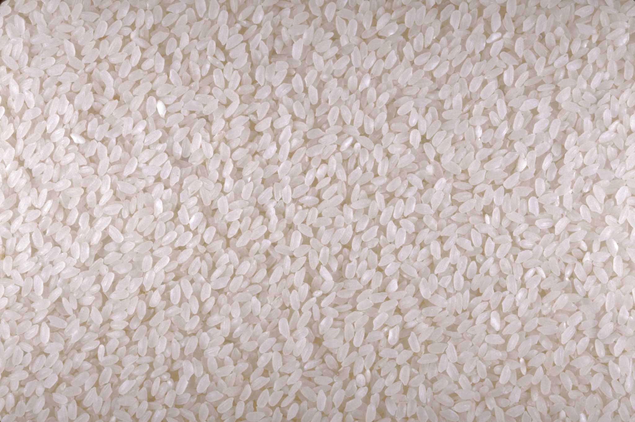 How to Grow Rice in a Bucket