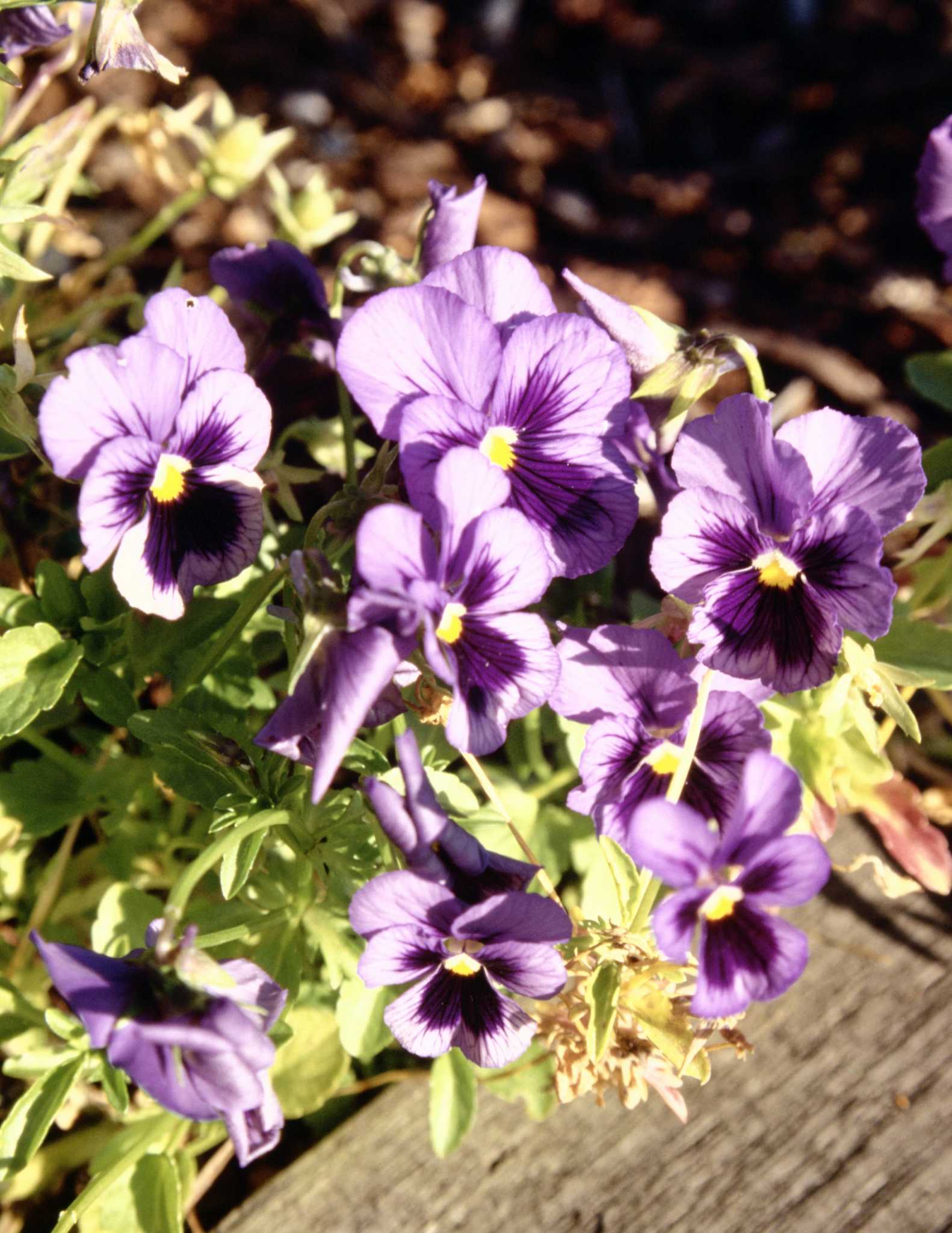 Why Are Caterpillars on My Pansies?