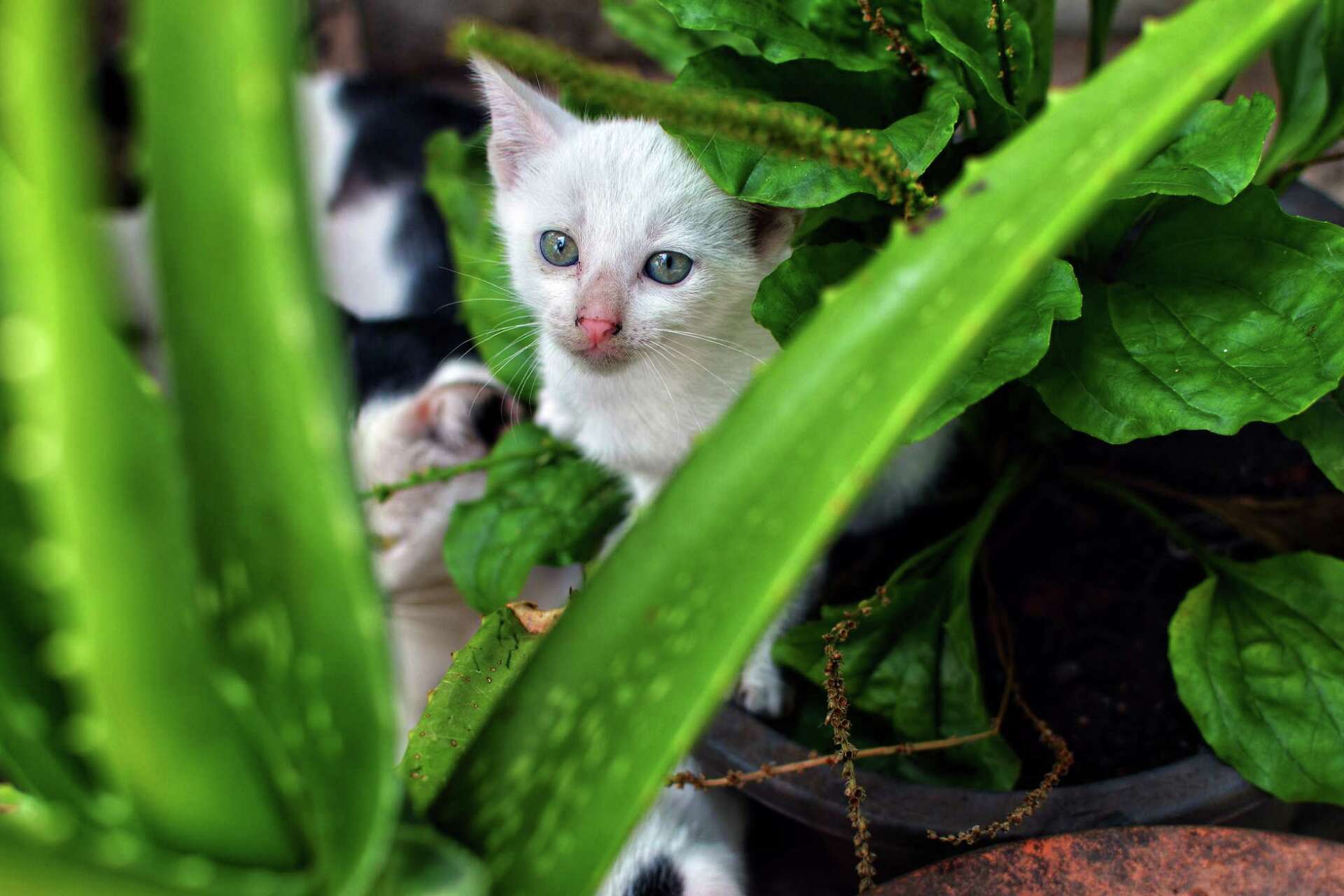 Cats & Aloe Plants