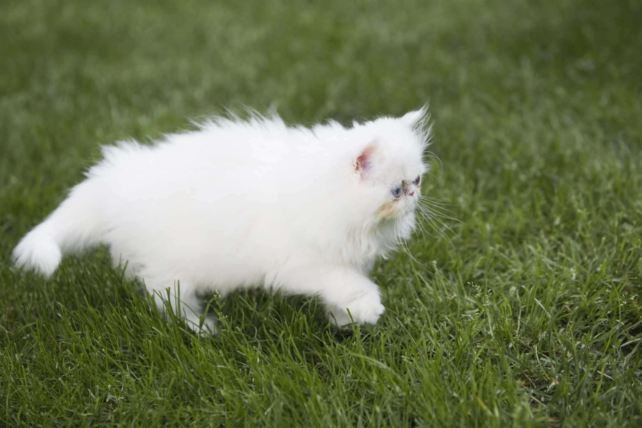 What Does Cat Urine Do to Lawns?