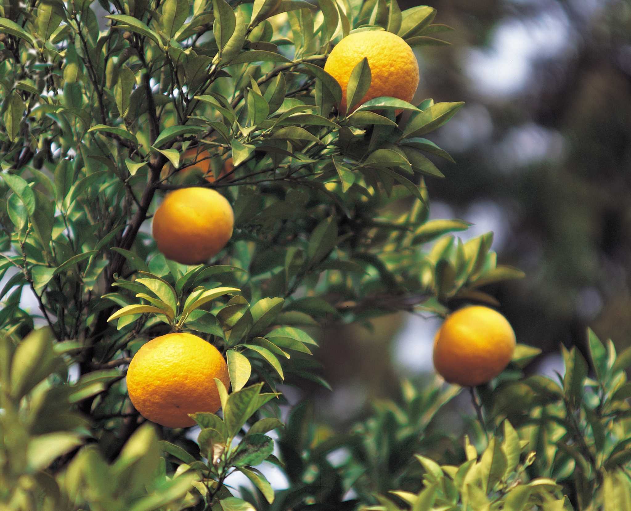 How to Grow Seedless Citrus