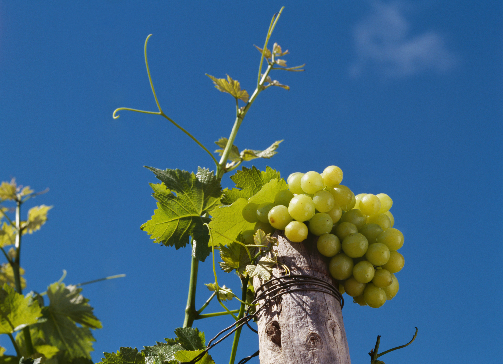 Crimson Seedless Grape Vine