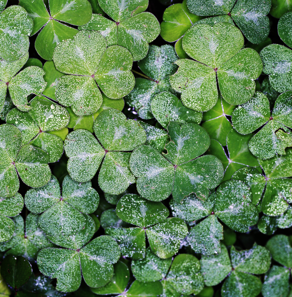 Are clover flowers sales poisonous to dogs