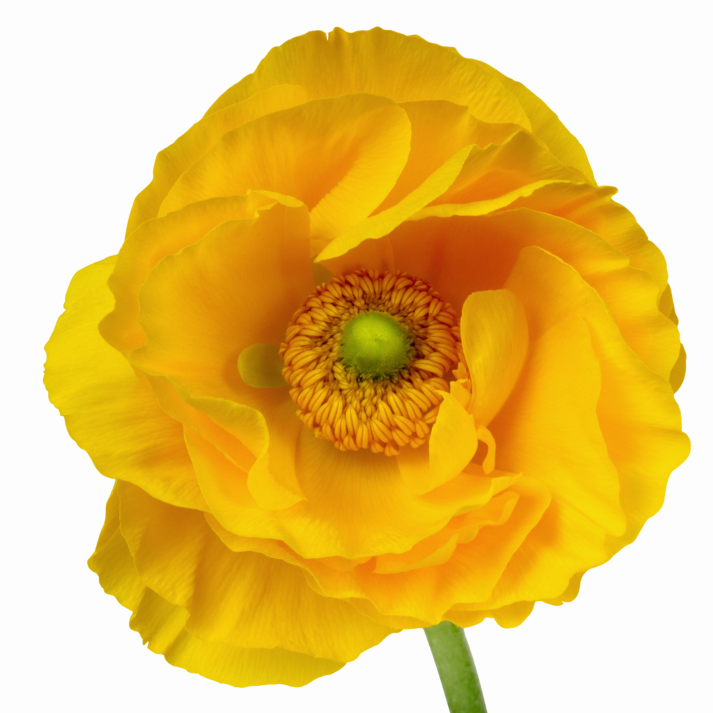 What Causes Buttercup Leaves to Yellow?