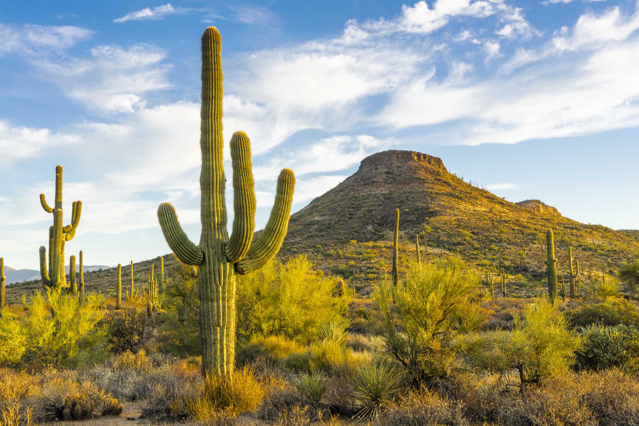 What Causes a Drooping Cactus?