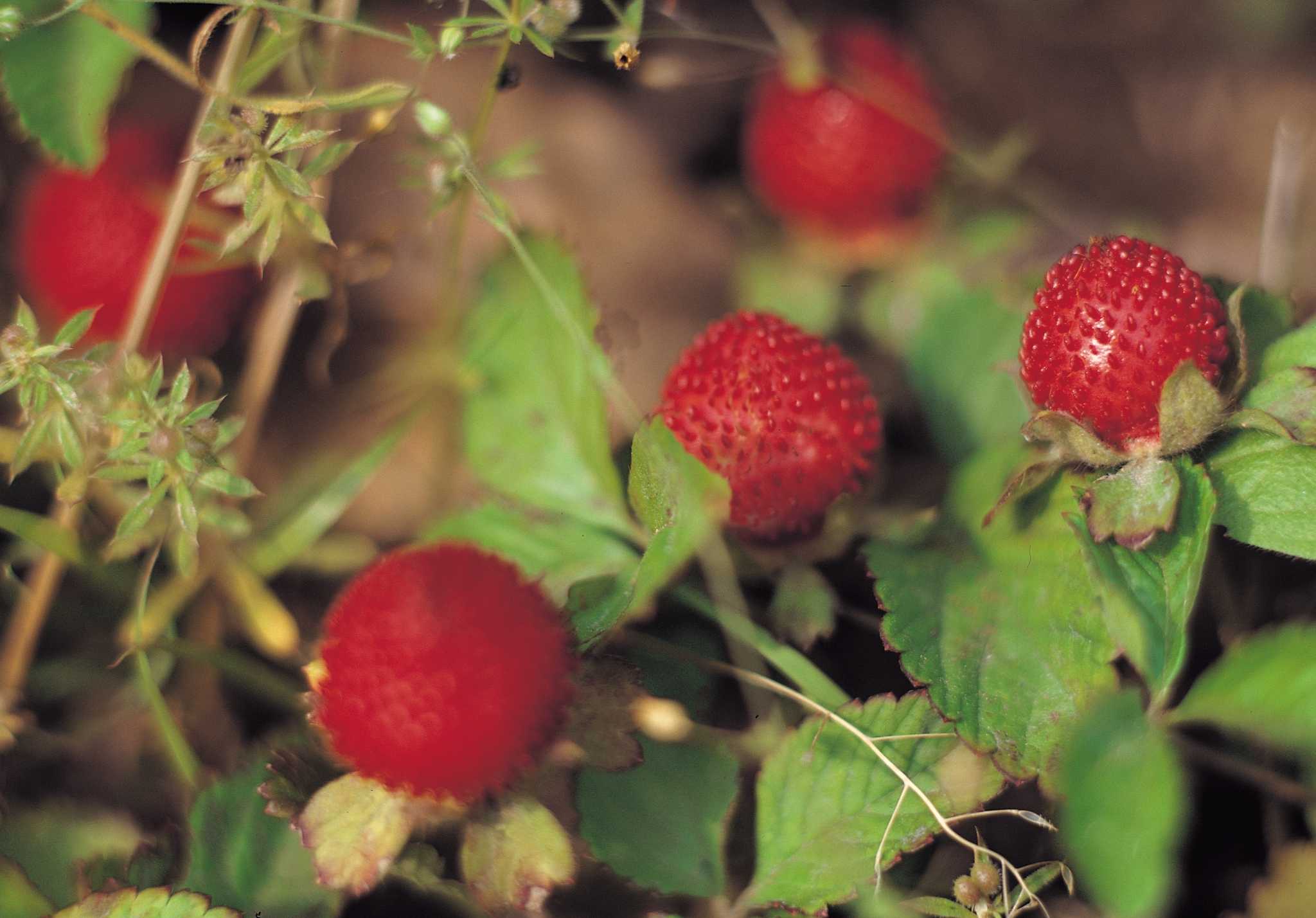 Staking Raspberry Bushes