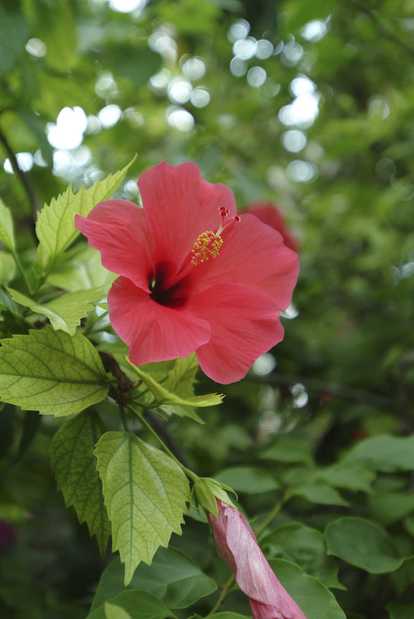 What Are the Causes of Hibiscus Leaves Turning Yellow & Falling Off?