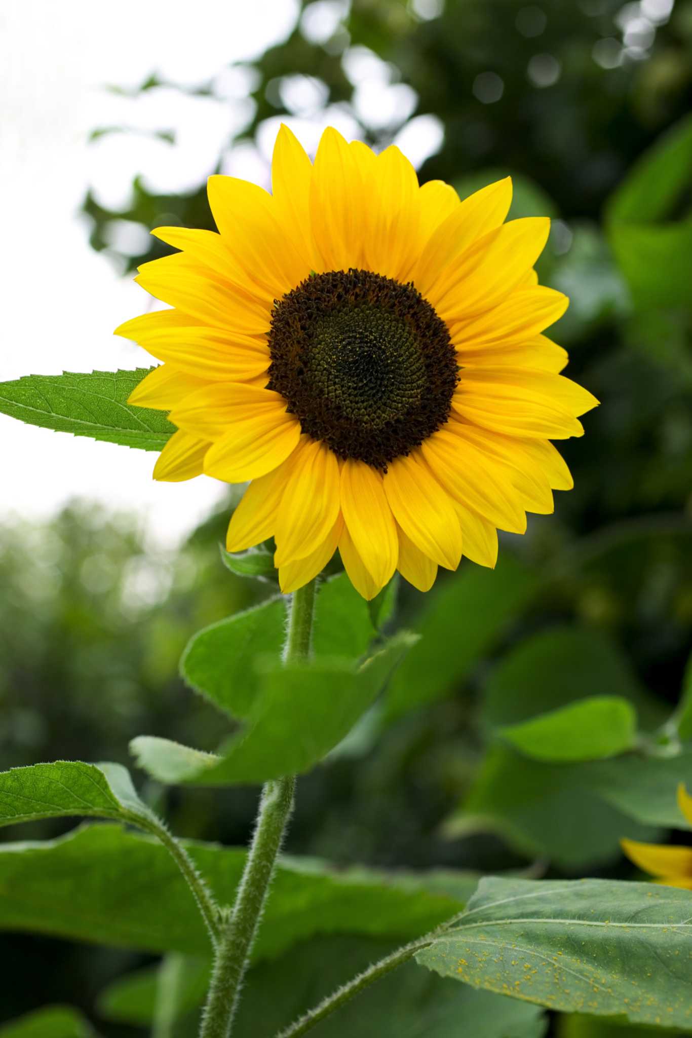 how-does-sunlight-affect-the-grown-of-a-sunflower-plant