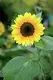 Article Image Sunflowers provide shade for cucumbers; cucumbers provide living mulch for sunflowers.