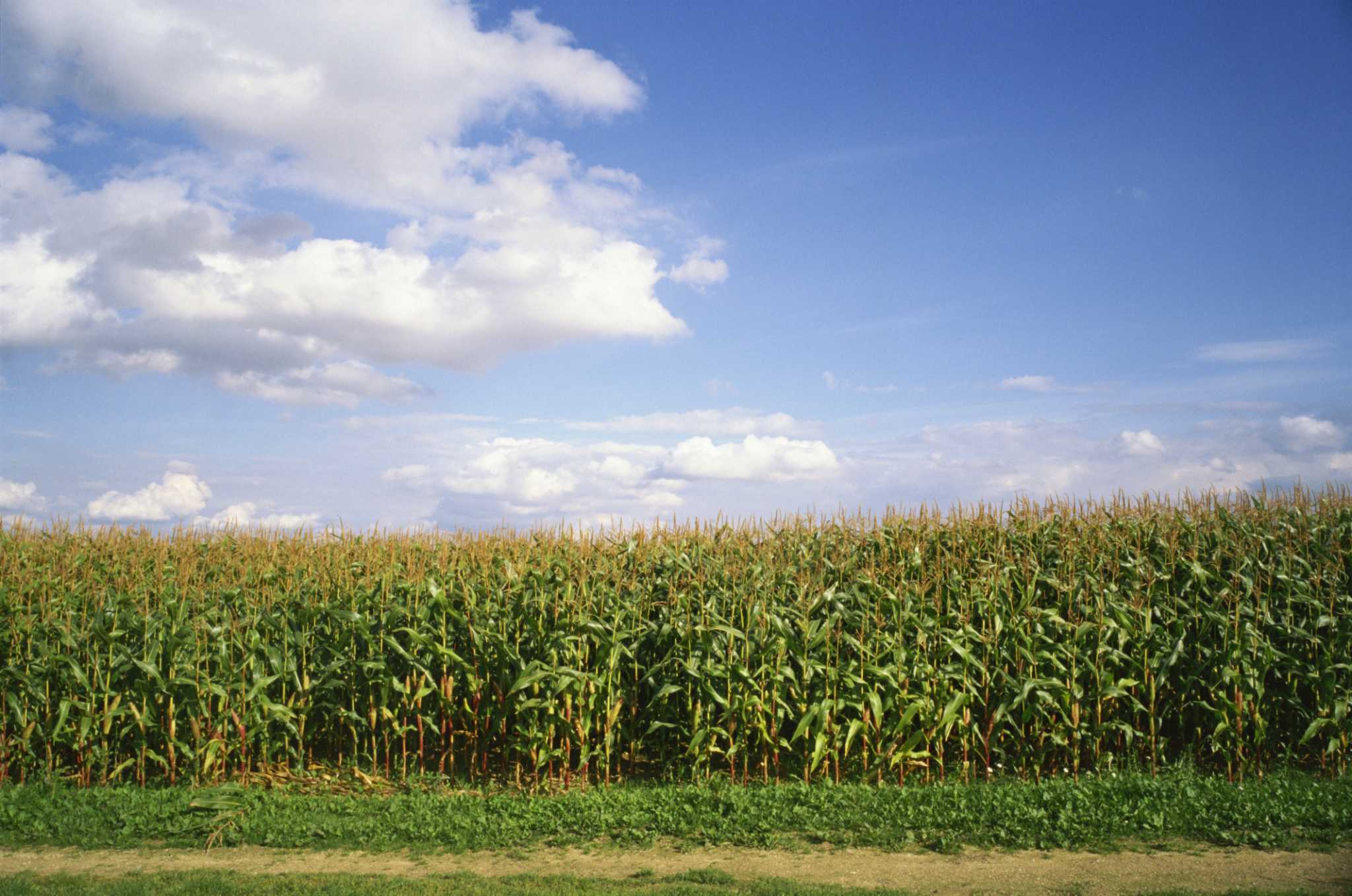 How to Grow Sweet Corn Under Plastic
