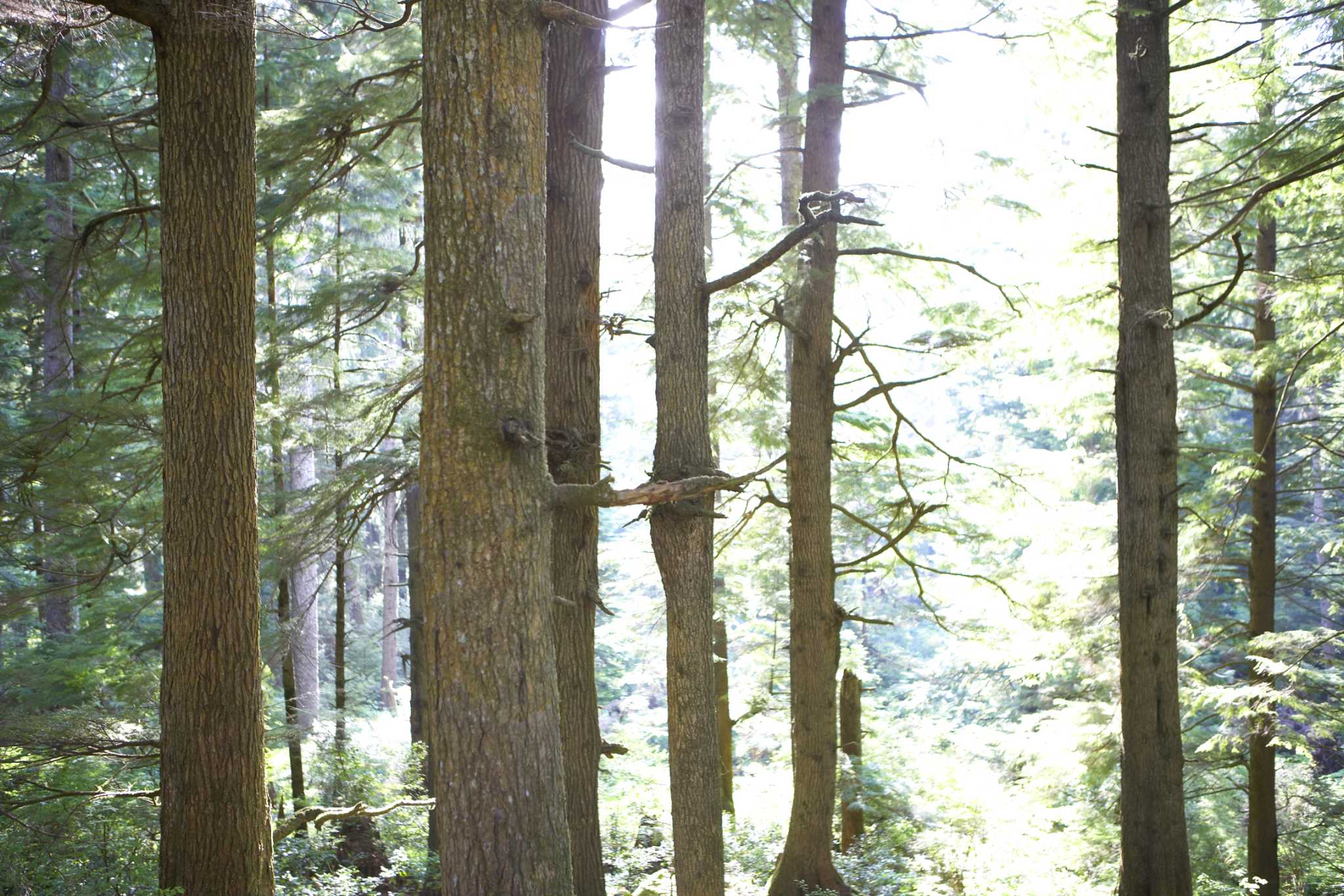 Causes of Pine Bark Loss