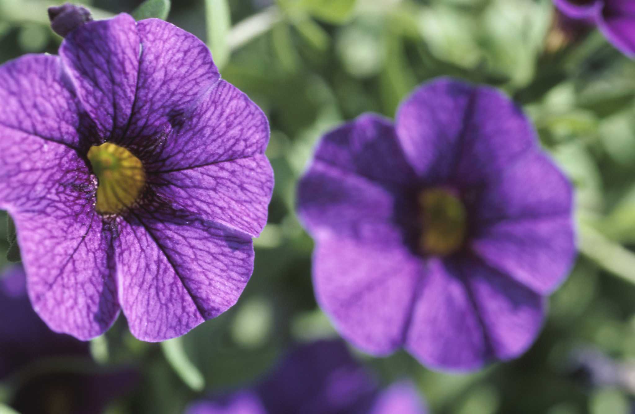 Do Petunias SelfSeed?