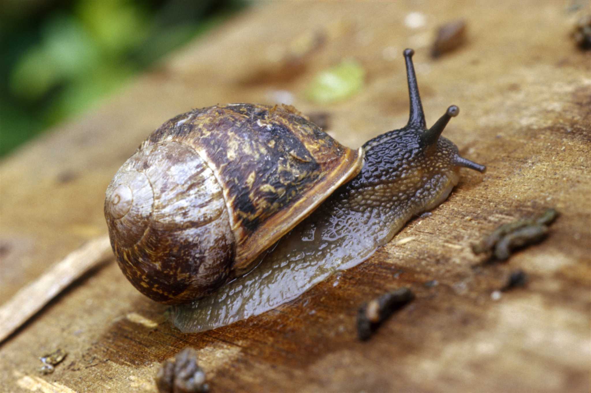 What Causes Snails in My Yard?