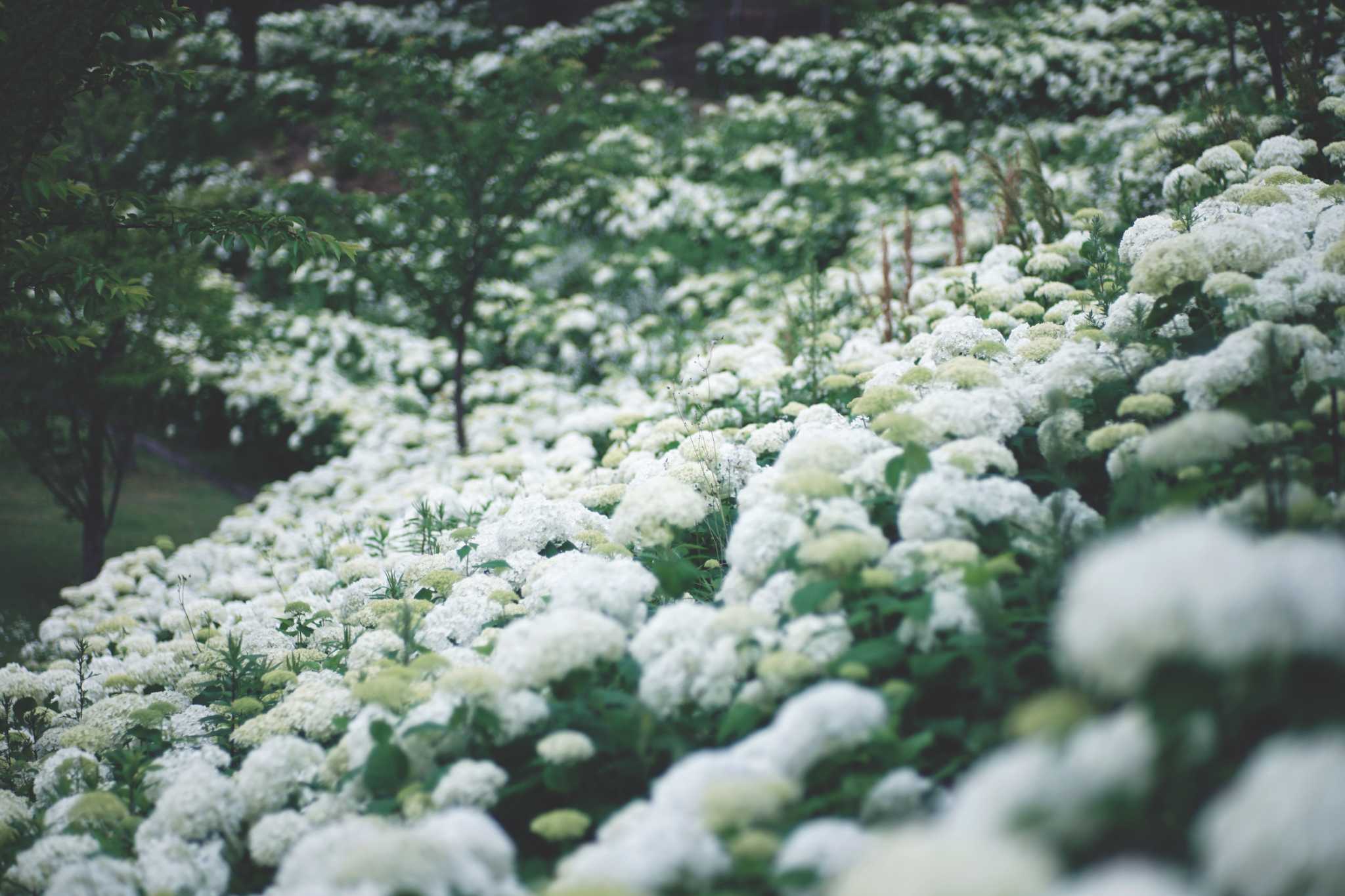 The Growth Rate of the Hydrangea Tree