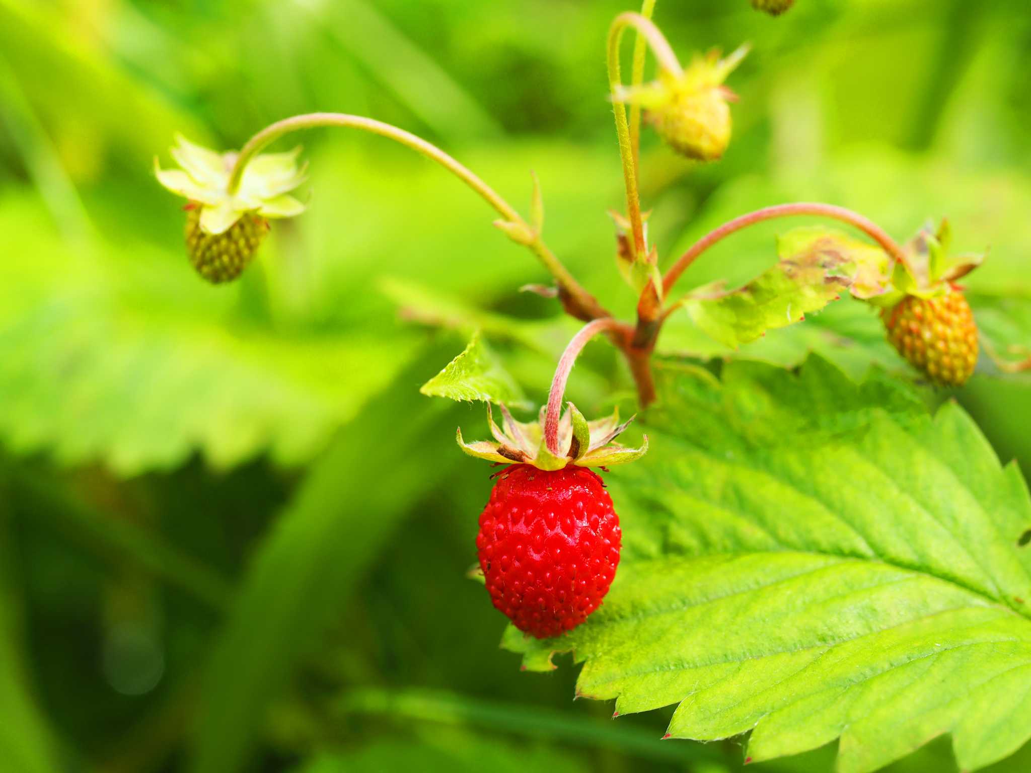 What Causes Strawberry Leaves to Turn Brown?