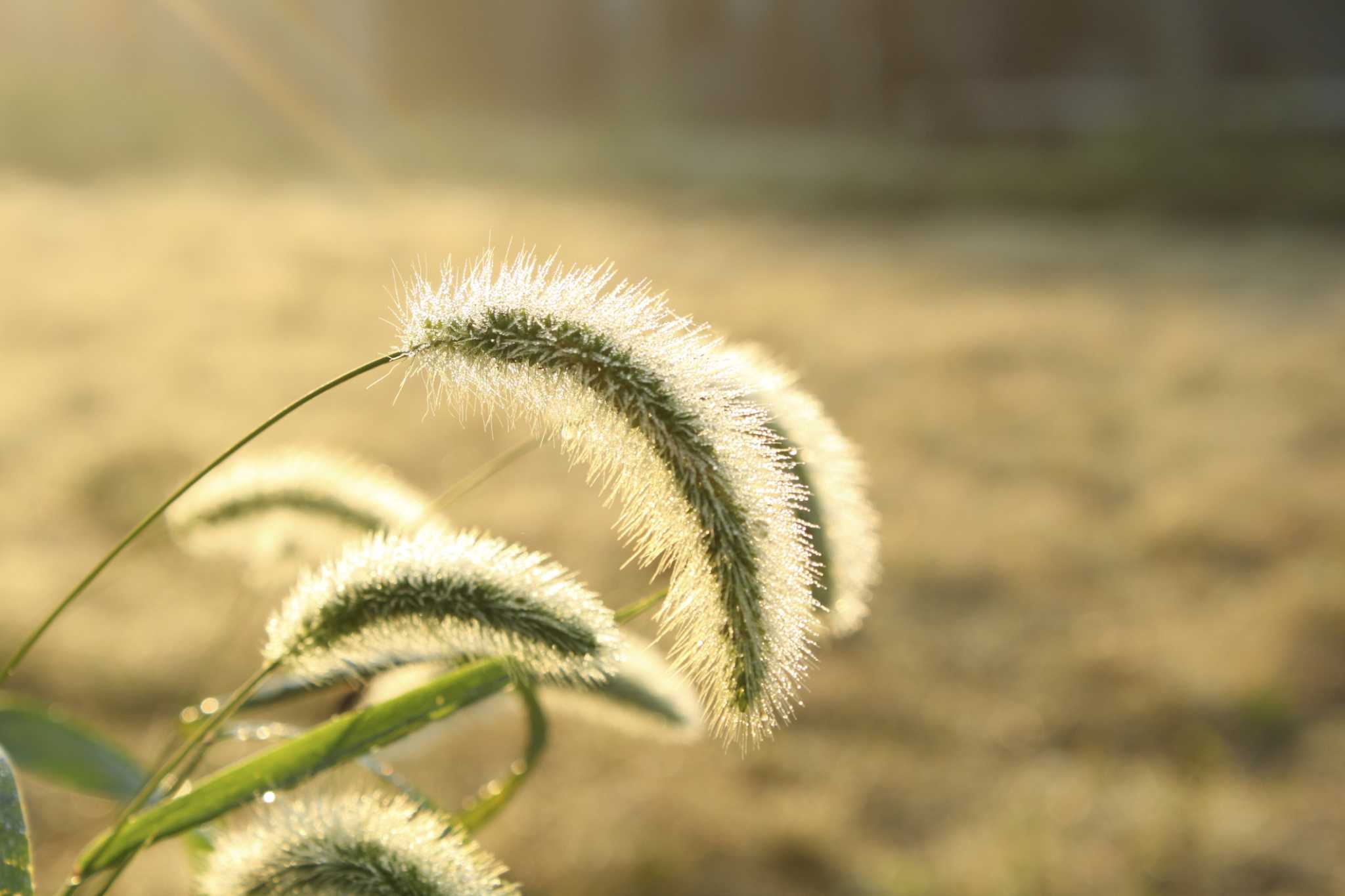 Foxtail Seed Head