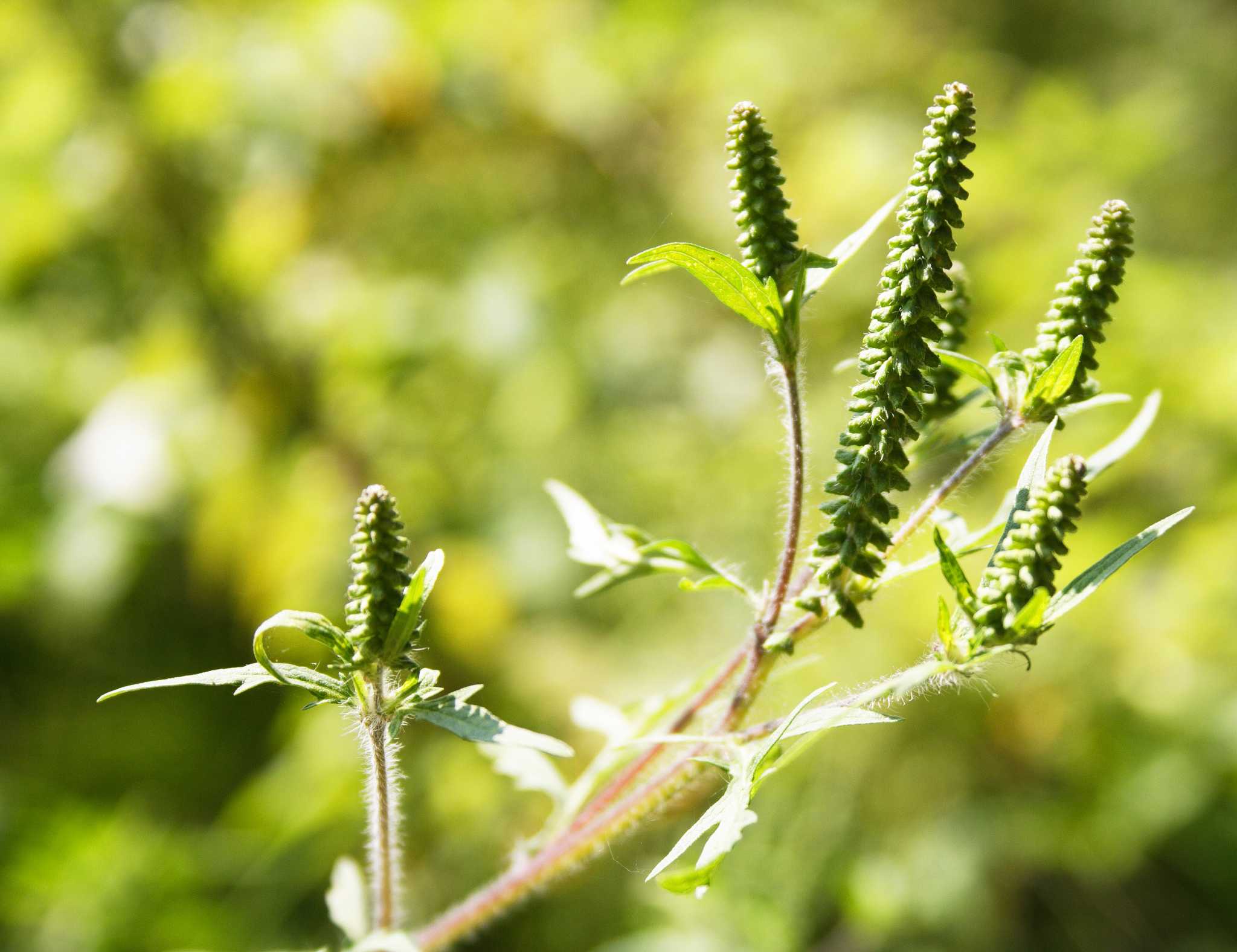 Growth Stages of Ragweed