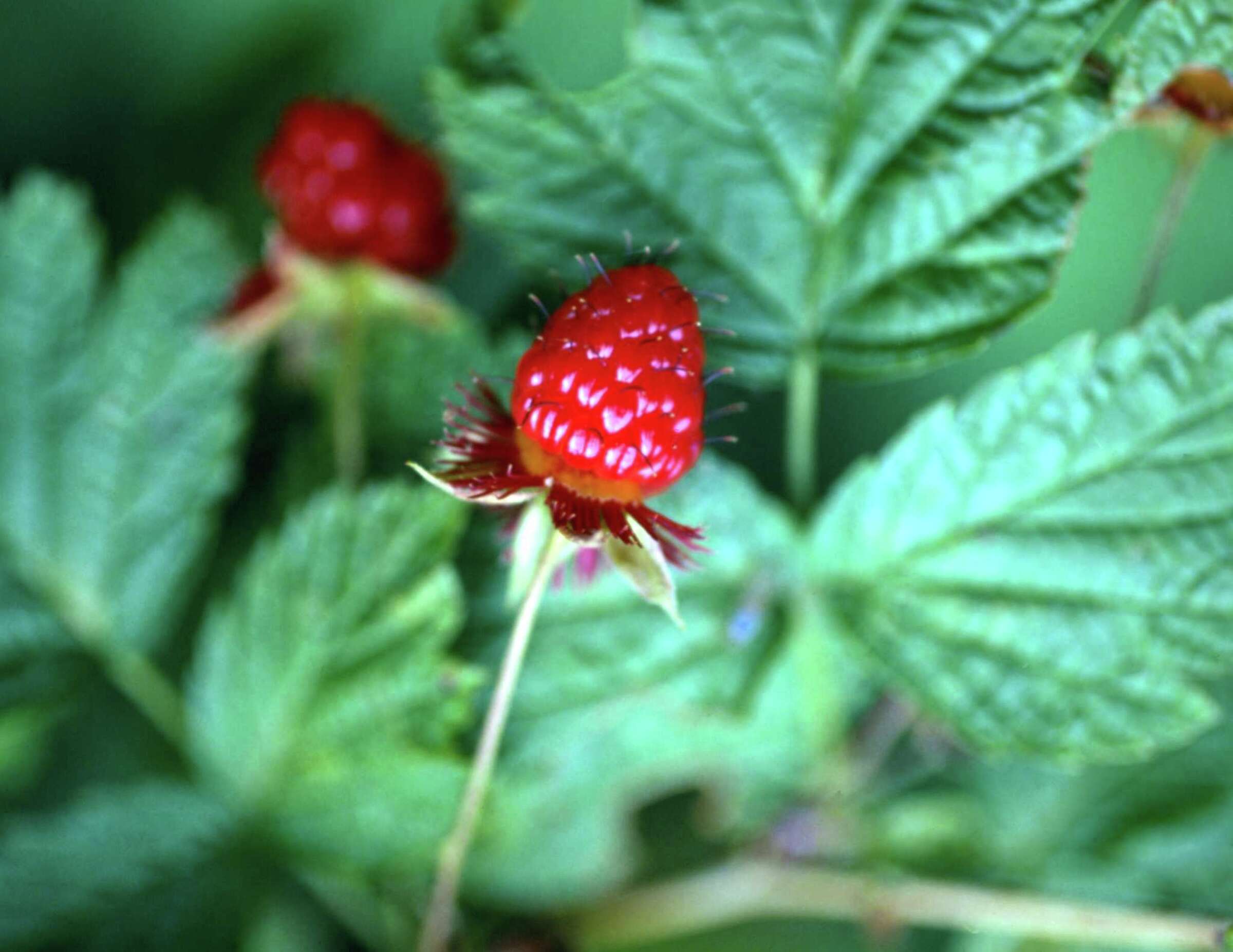 Raspberry Plants & Frost in the Spring