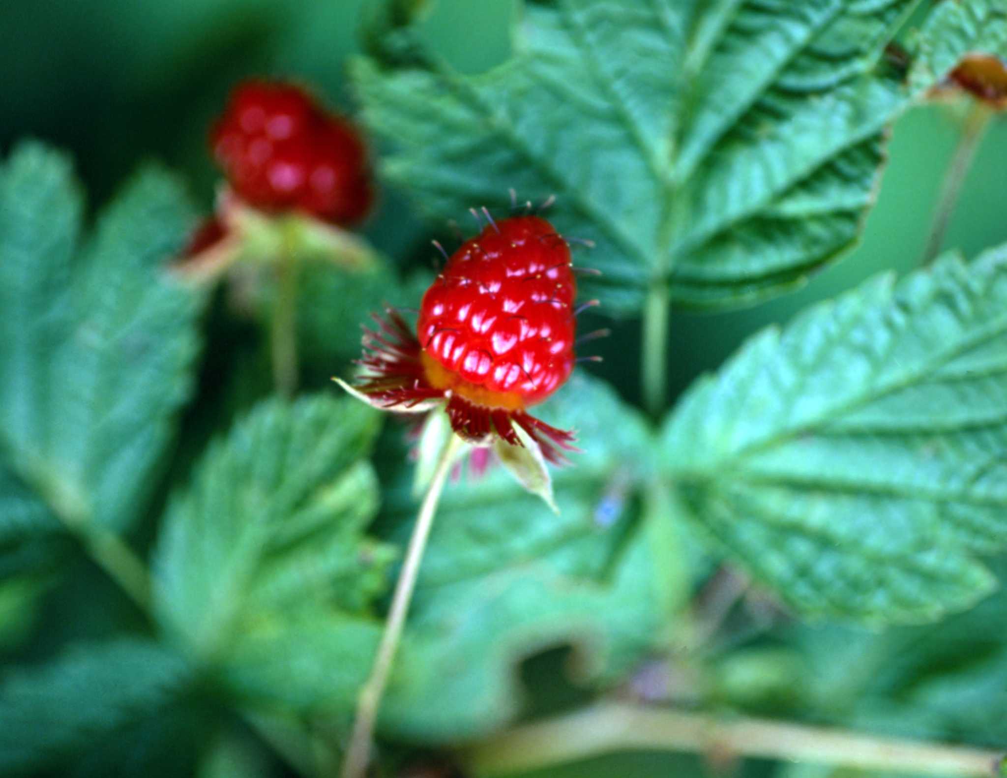 Growth Stages of the Raspberry Plant