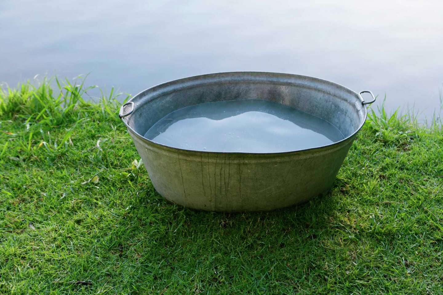 How to Grow Tomatoes in Galvanized Tubs