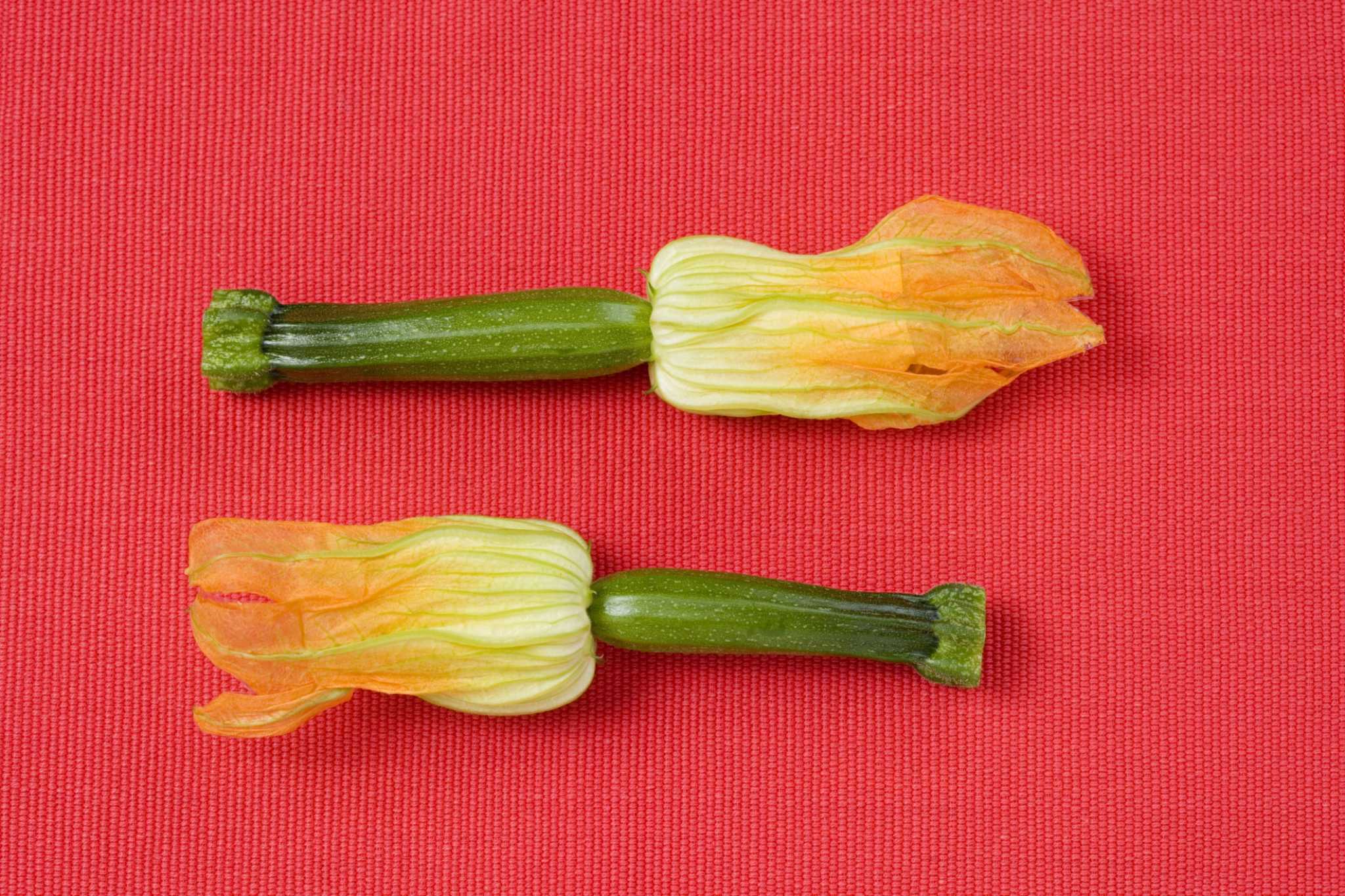 What Is Causing My Baby Zucchini to Shrivel?