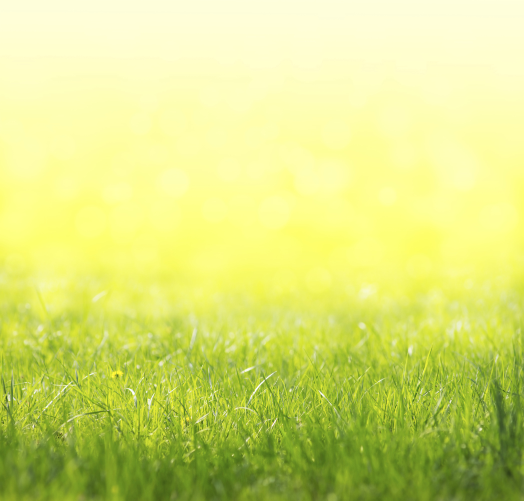 What Is Causing the Grass to Turn Yellow by My Leach Lines?