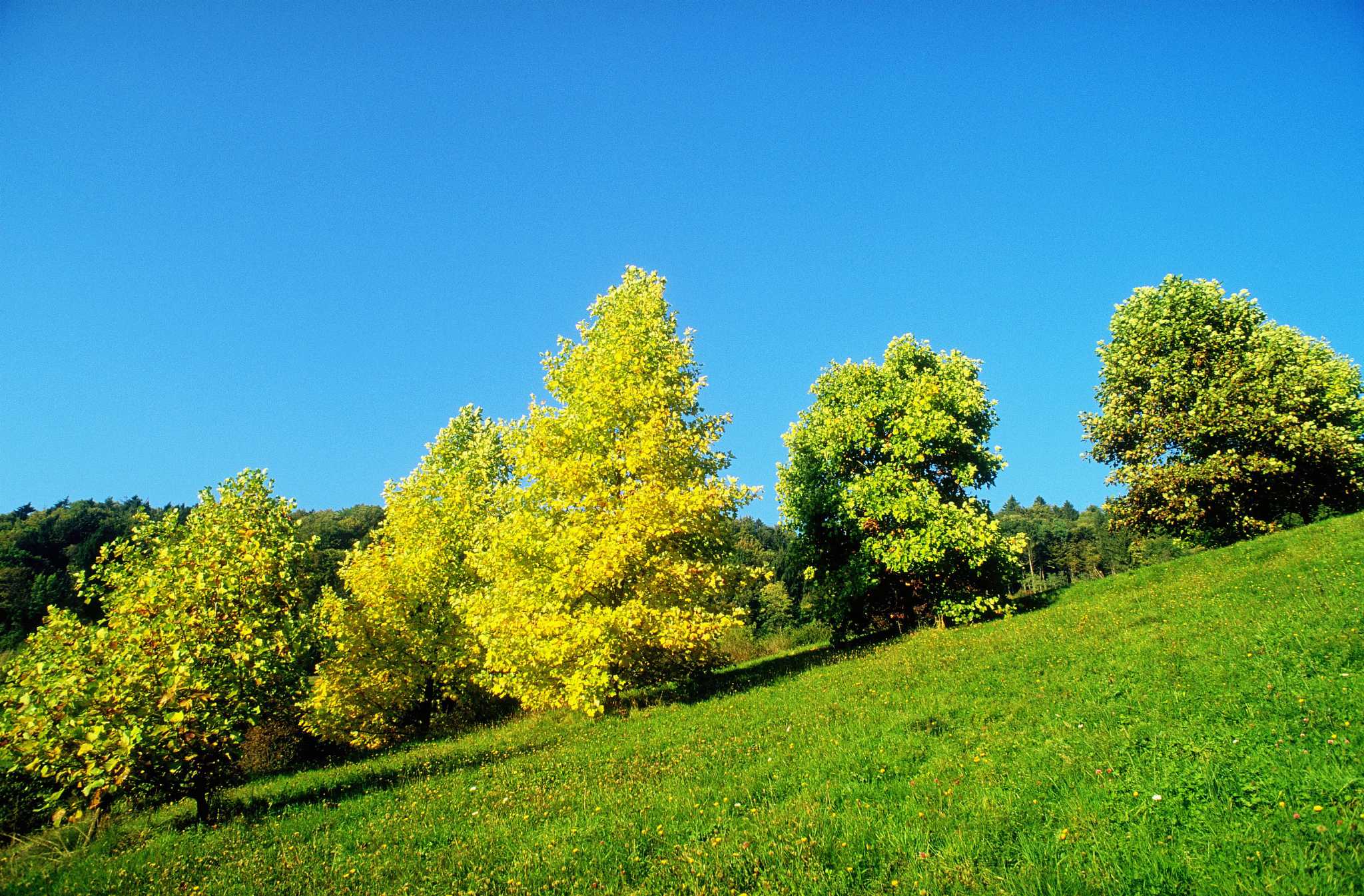 How to Grow a Tree on a Slope