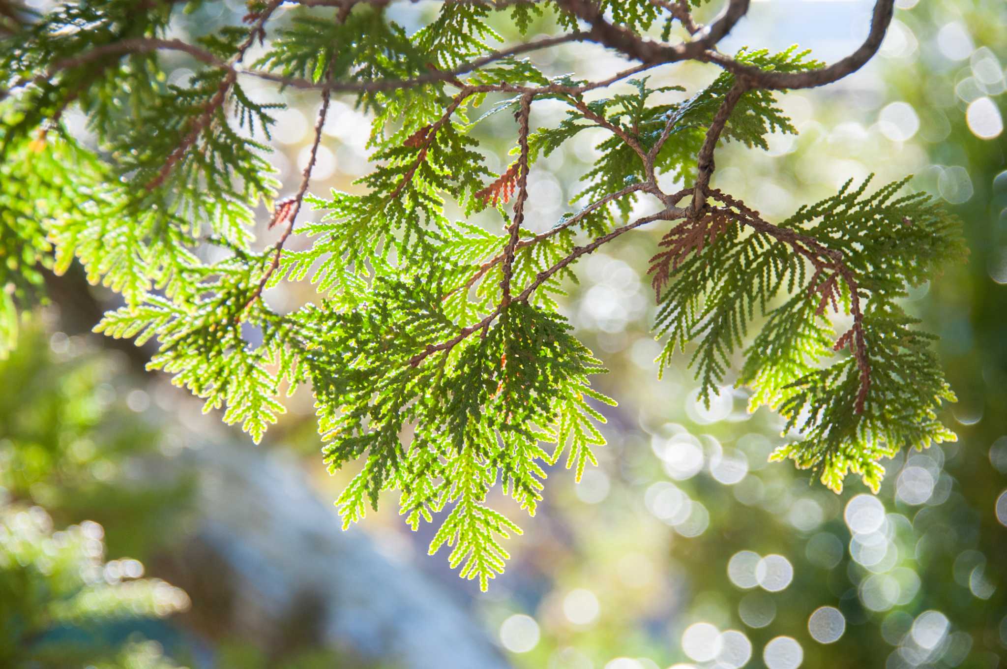 Which Plants Can Live Under a Cedar Tree?