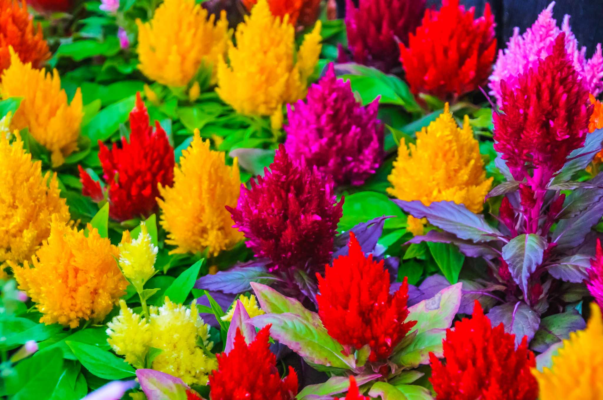 How To Maintain A Thriving Celosia Plant