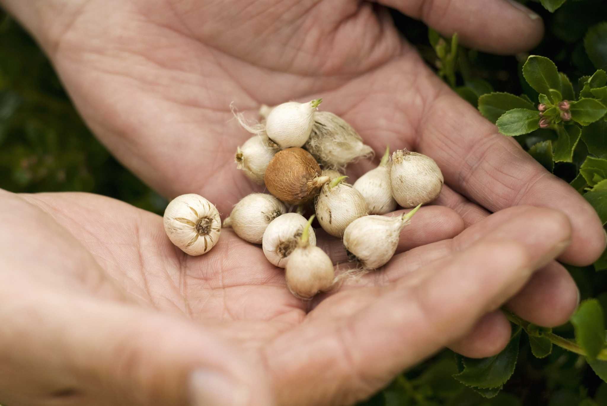 How to Grow Walla Walla Onions in Containers