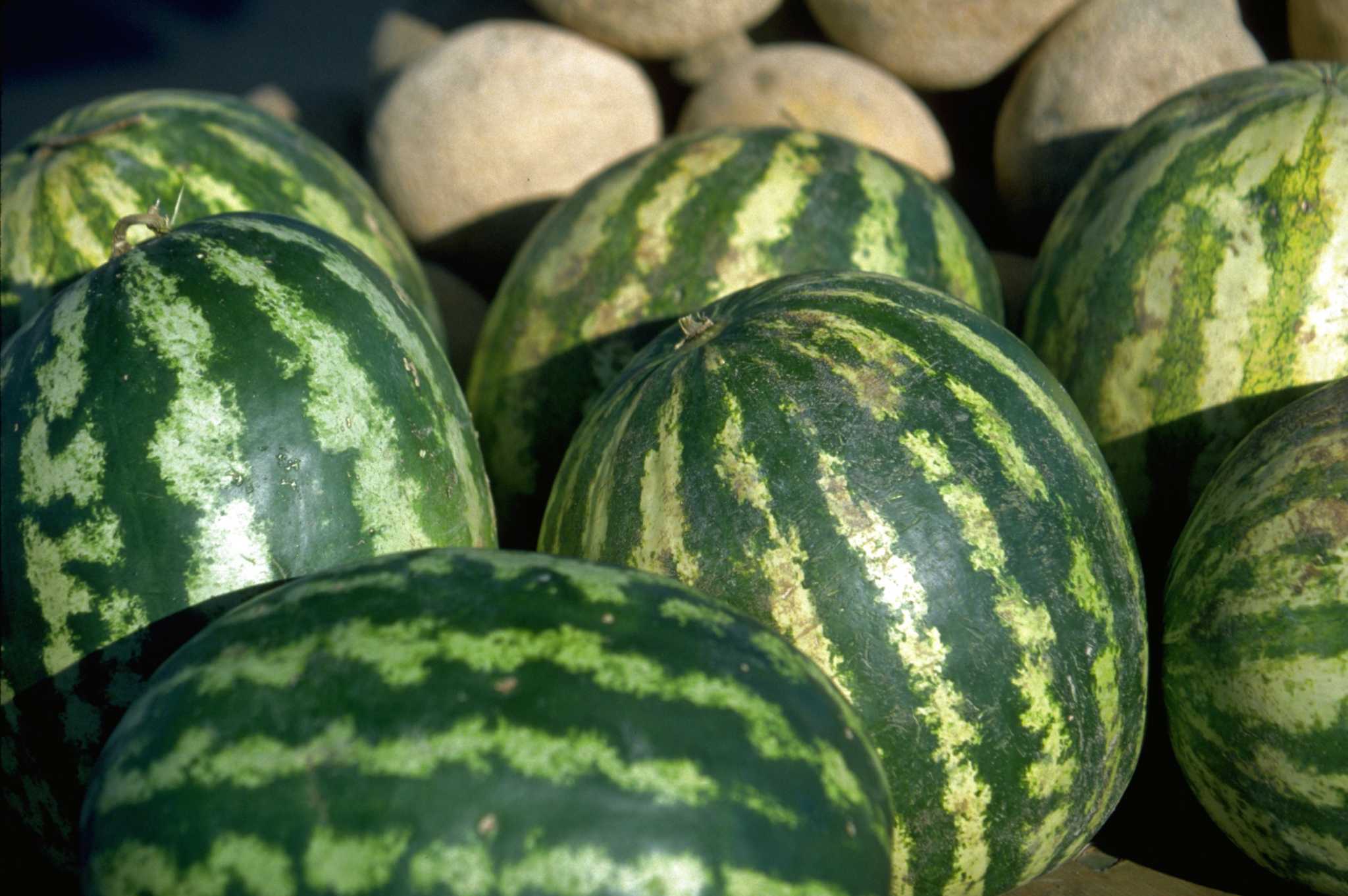 How to Grow Watermelons & Cantaloupes