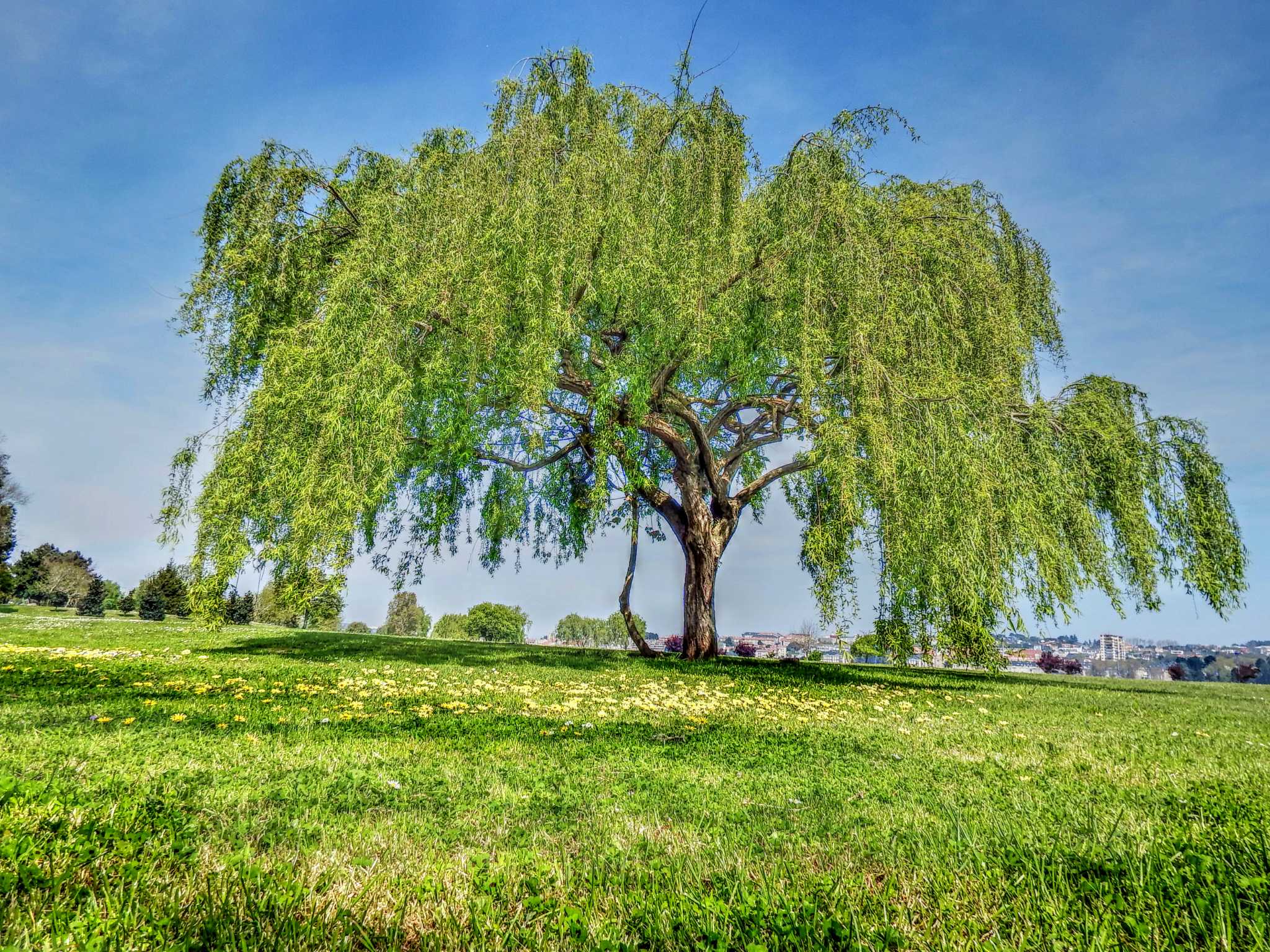 How to Grow a Weeping Willow Tree Using a Branch