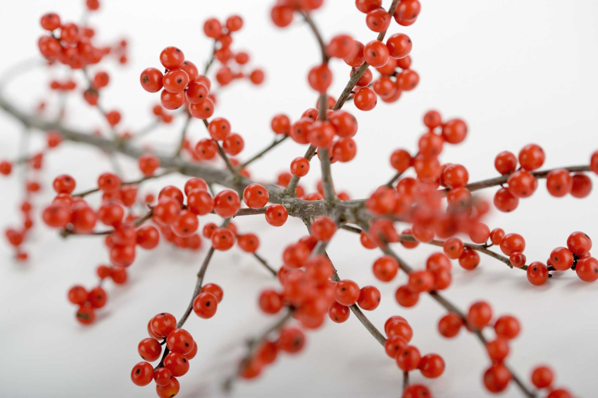 How Long Do the Berries Stay on a Winterberry Holly Tree?