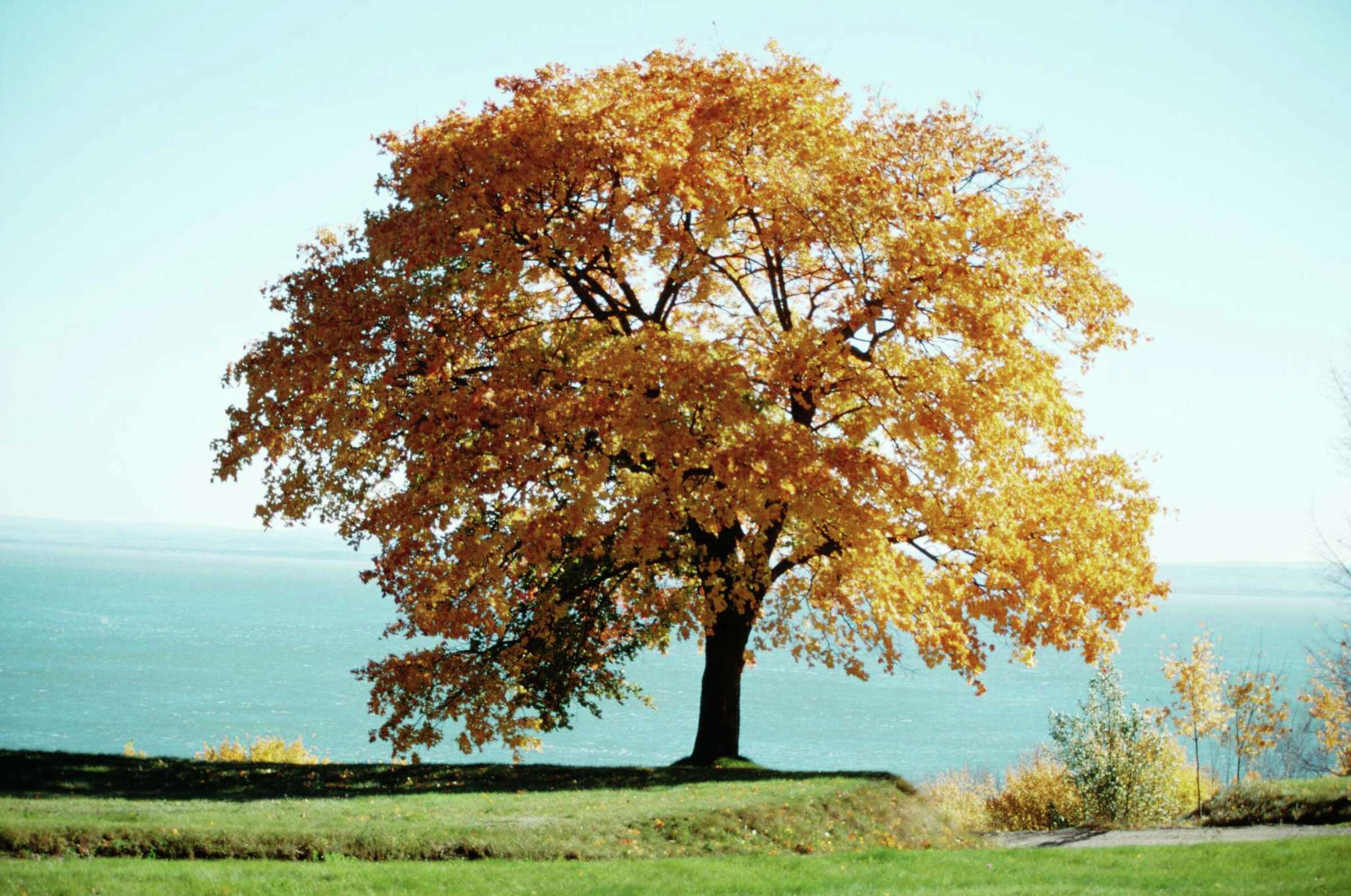 Lilly Miller Moss Out Instructions